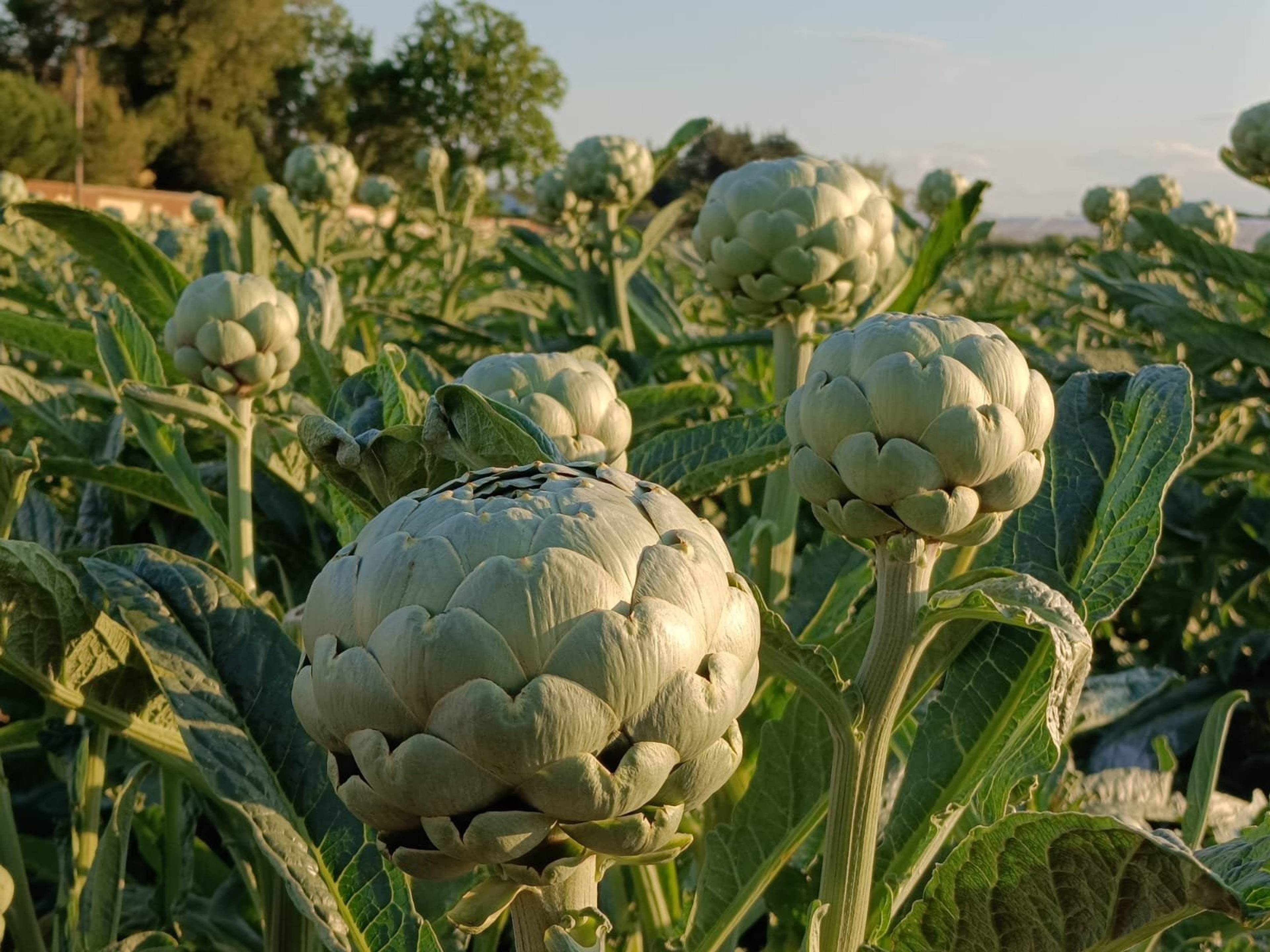 globe artichoke plants