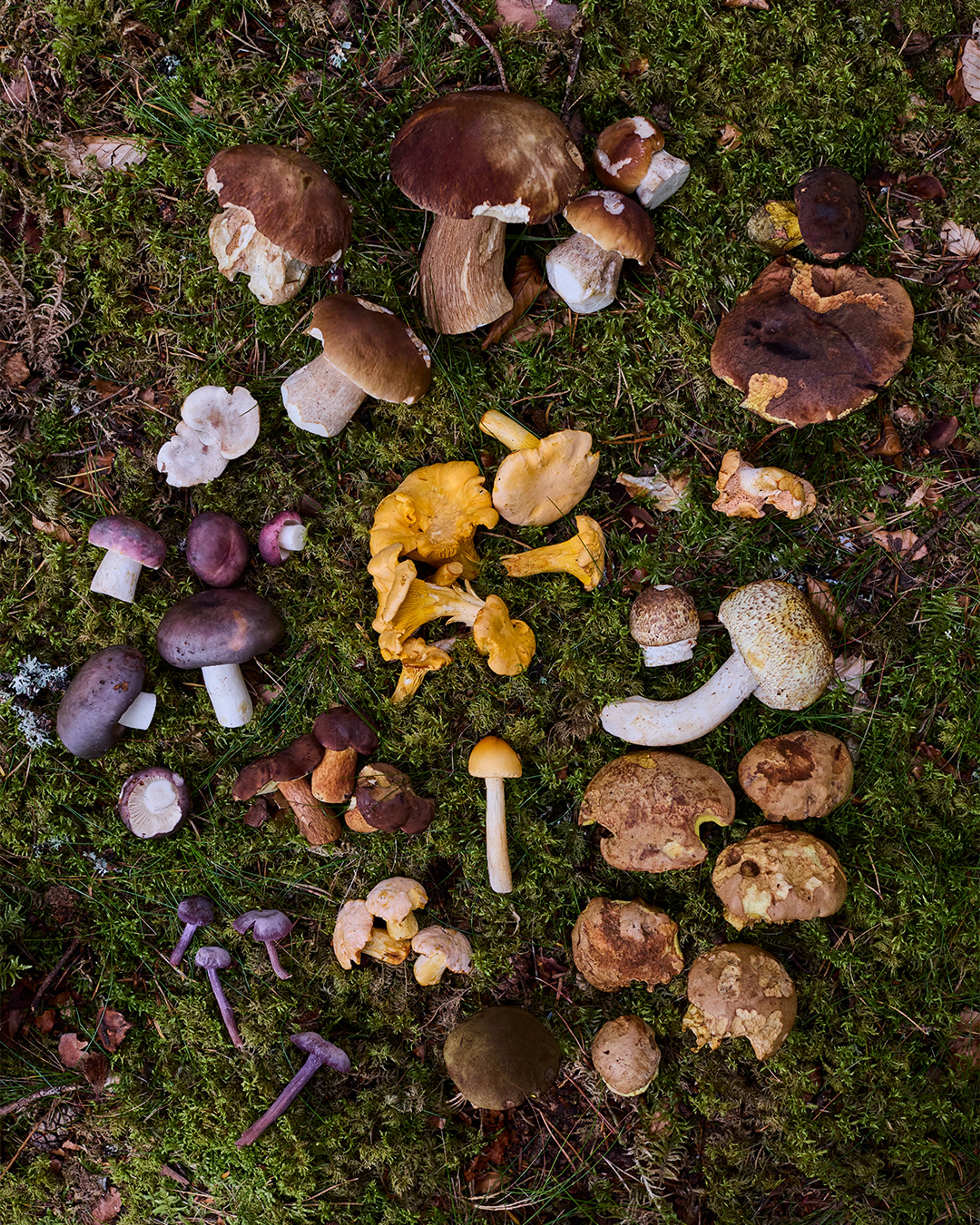 Images with caption alt text