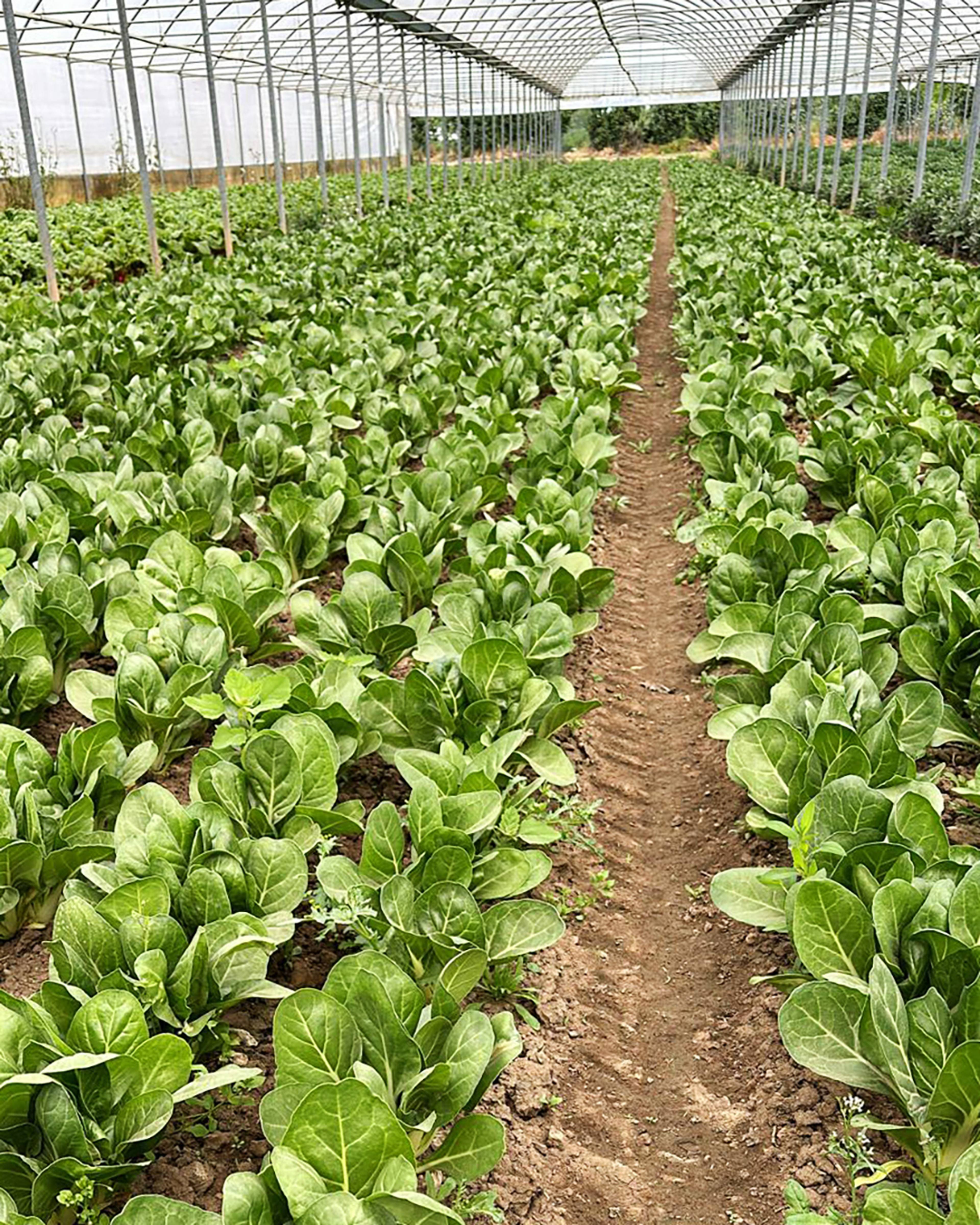 Season planner image