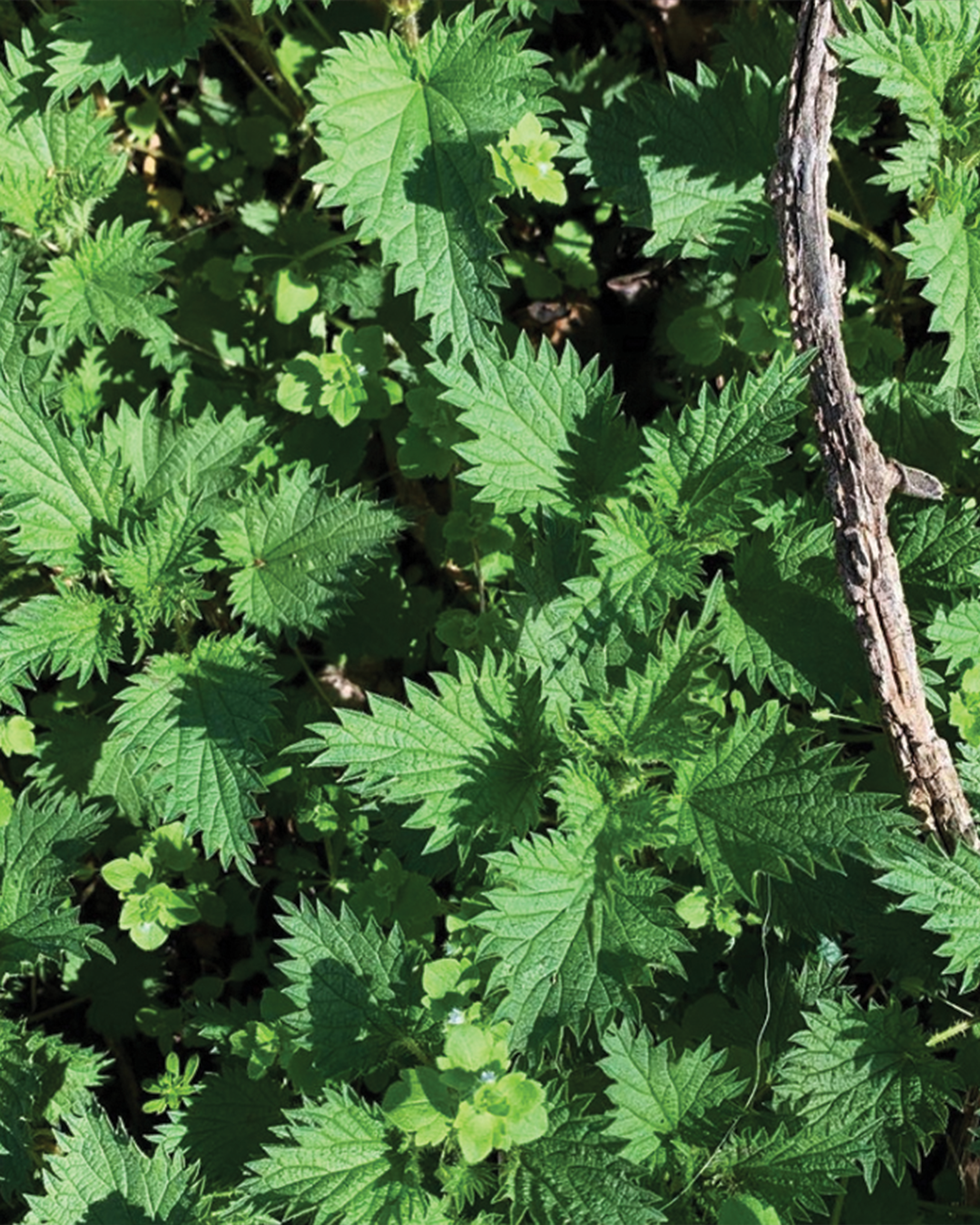 Season planner image