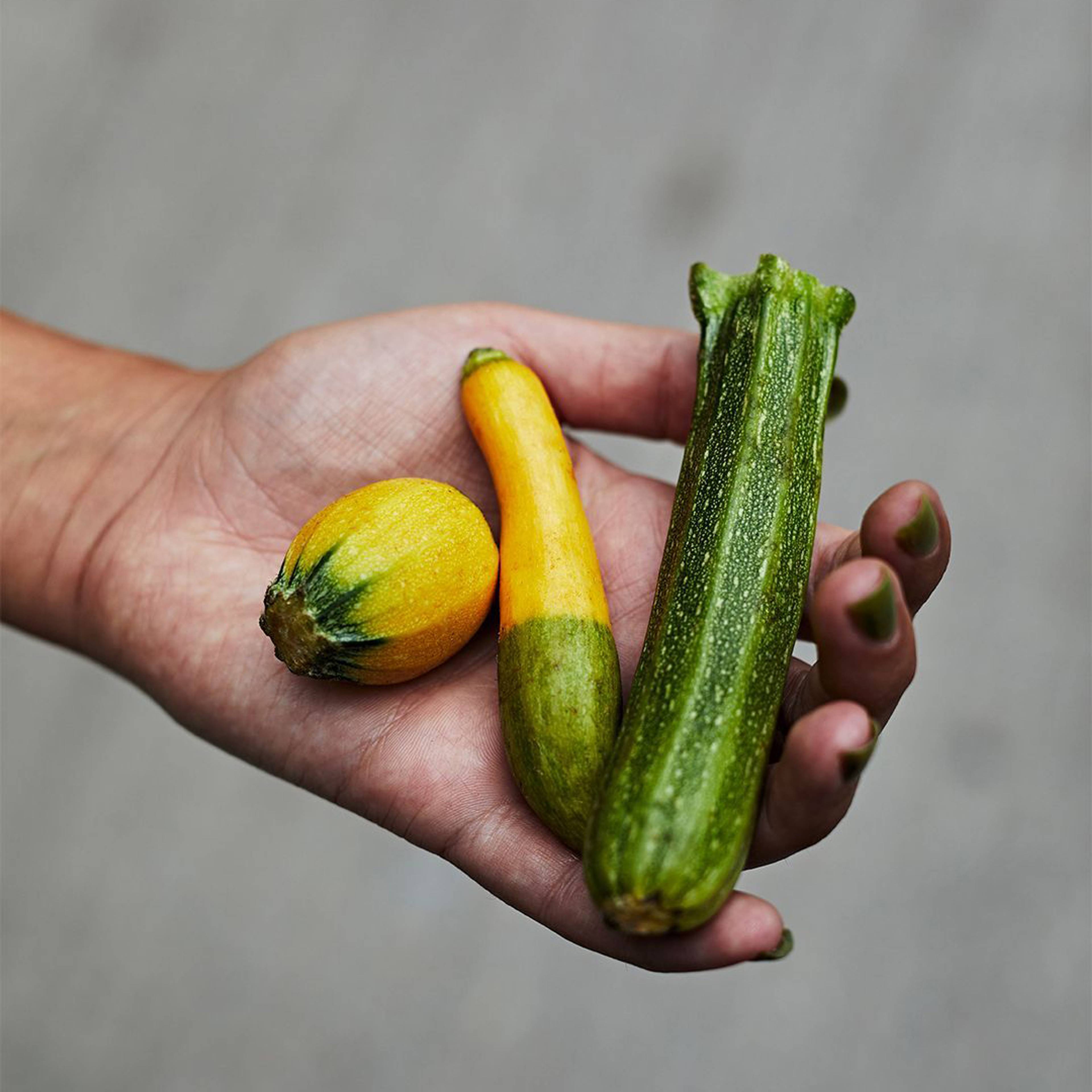 Baby courgettes in a hand