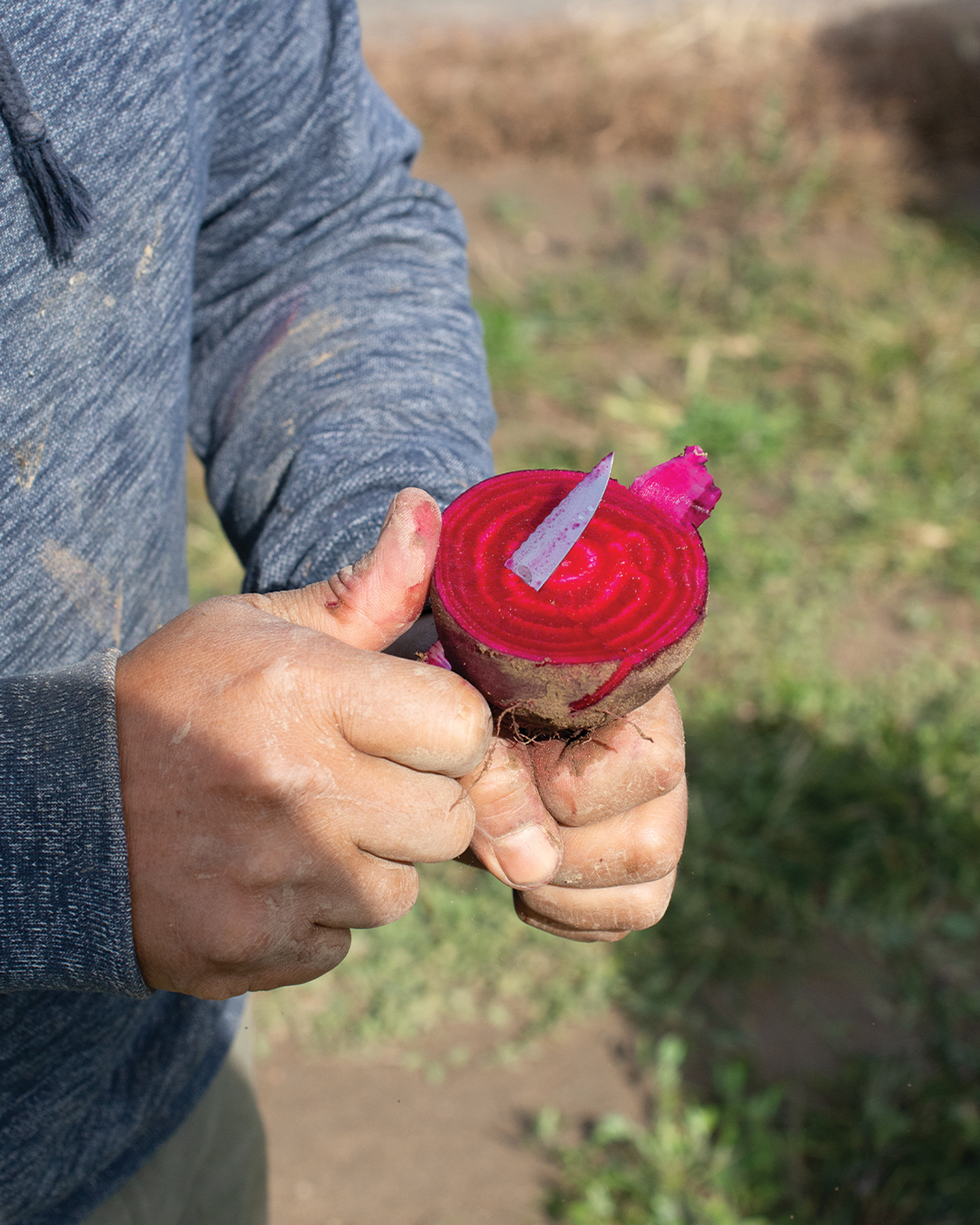 Season planner image