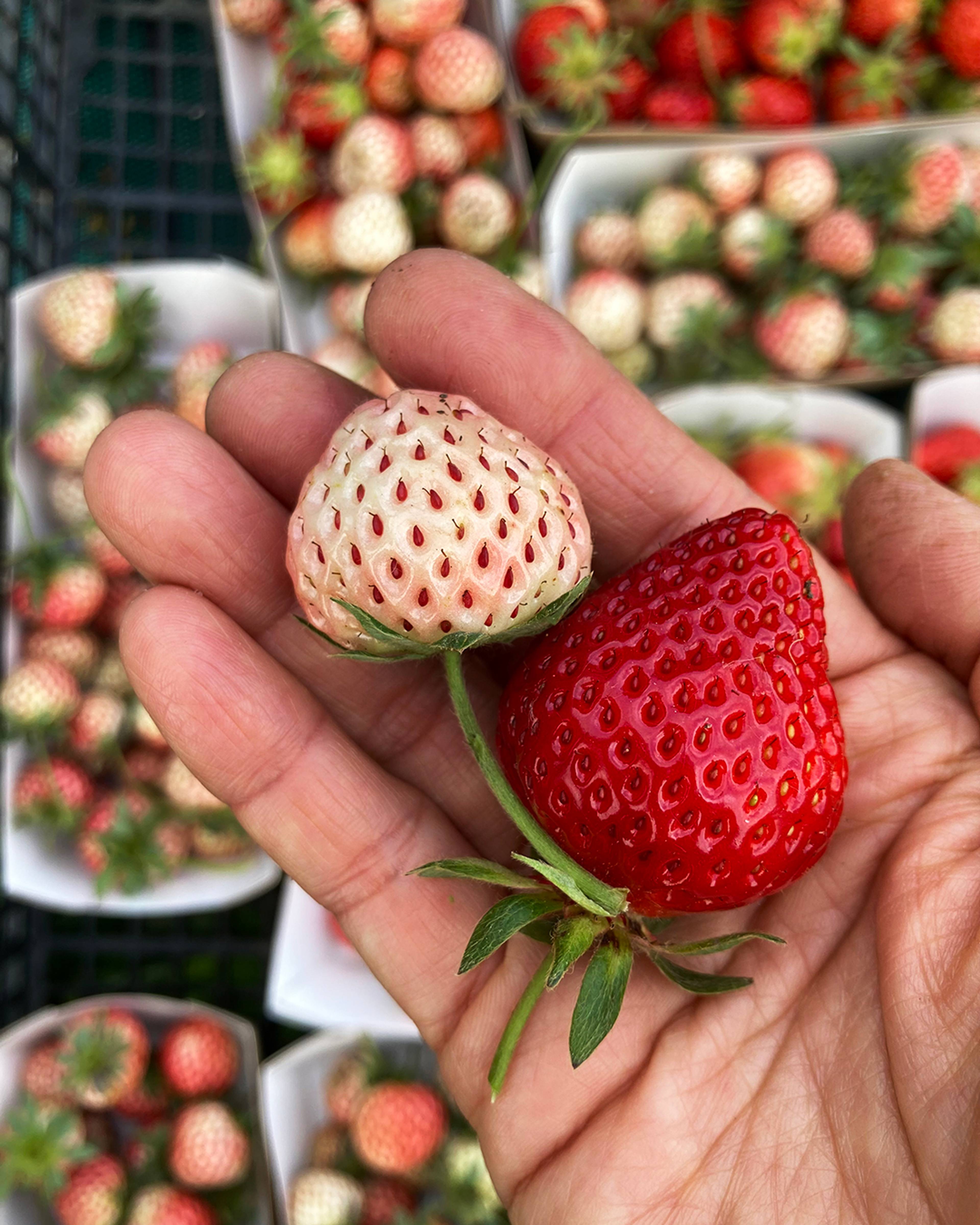 Images with caption alt text