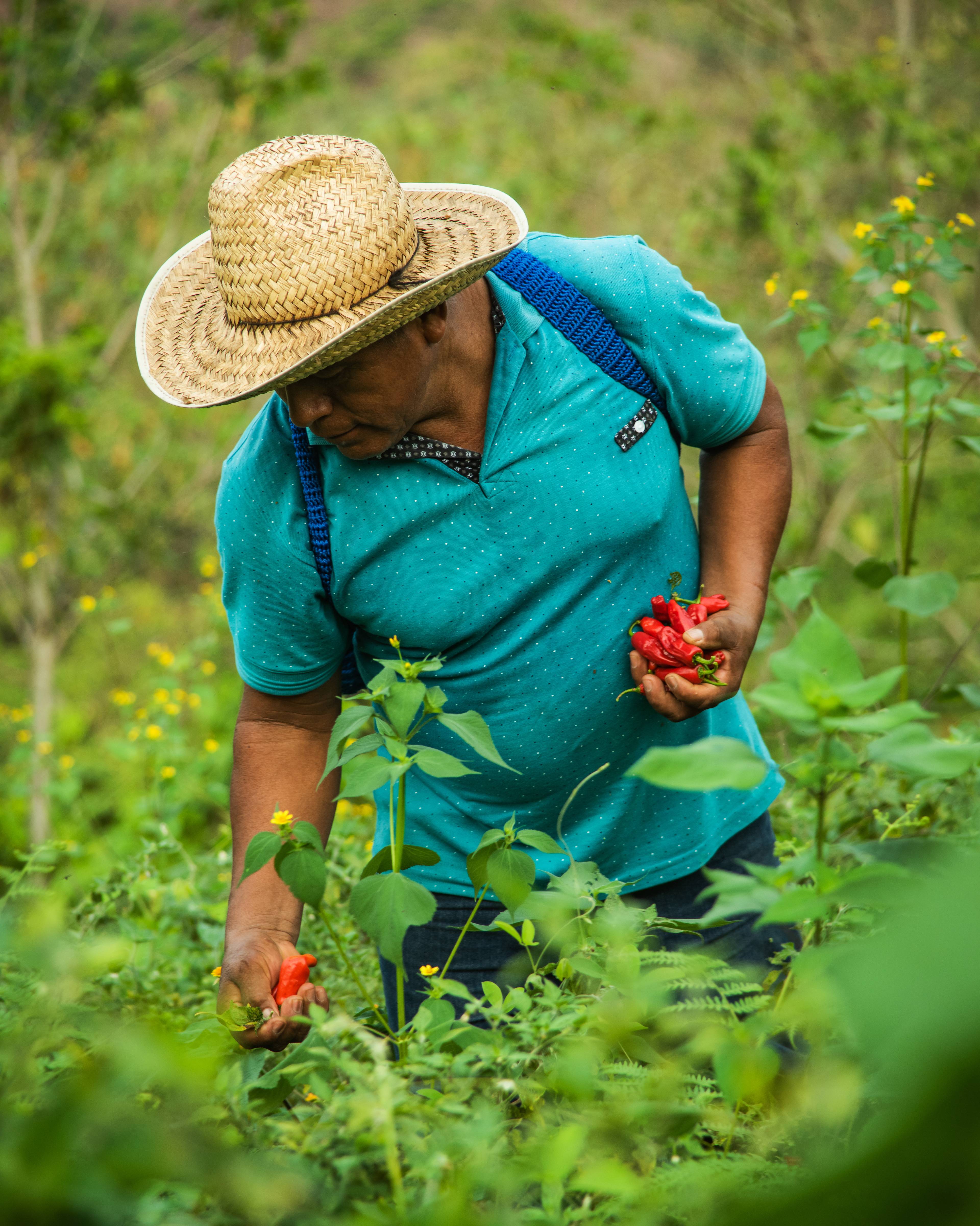 Man harvesting criollo chillies