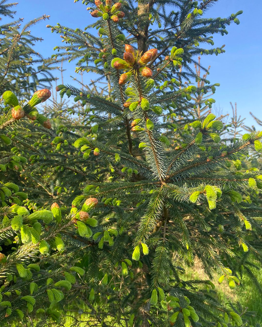 Season planner image