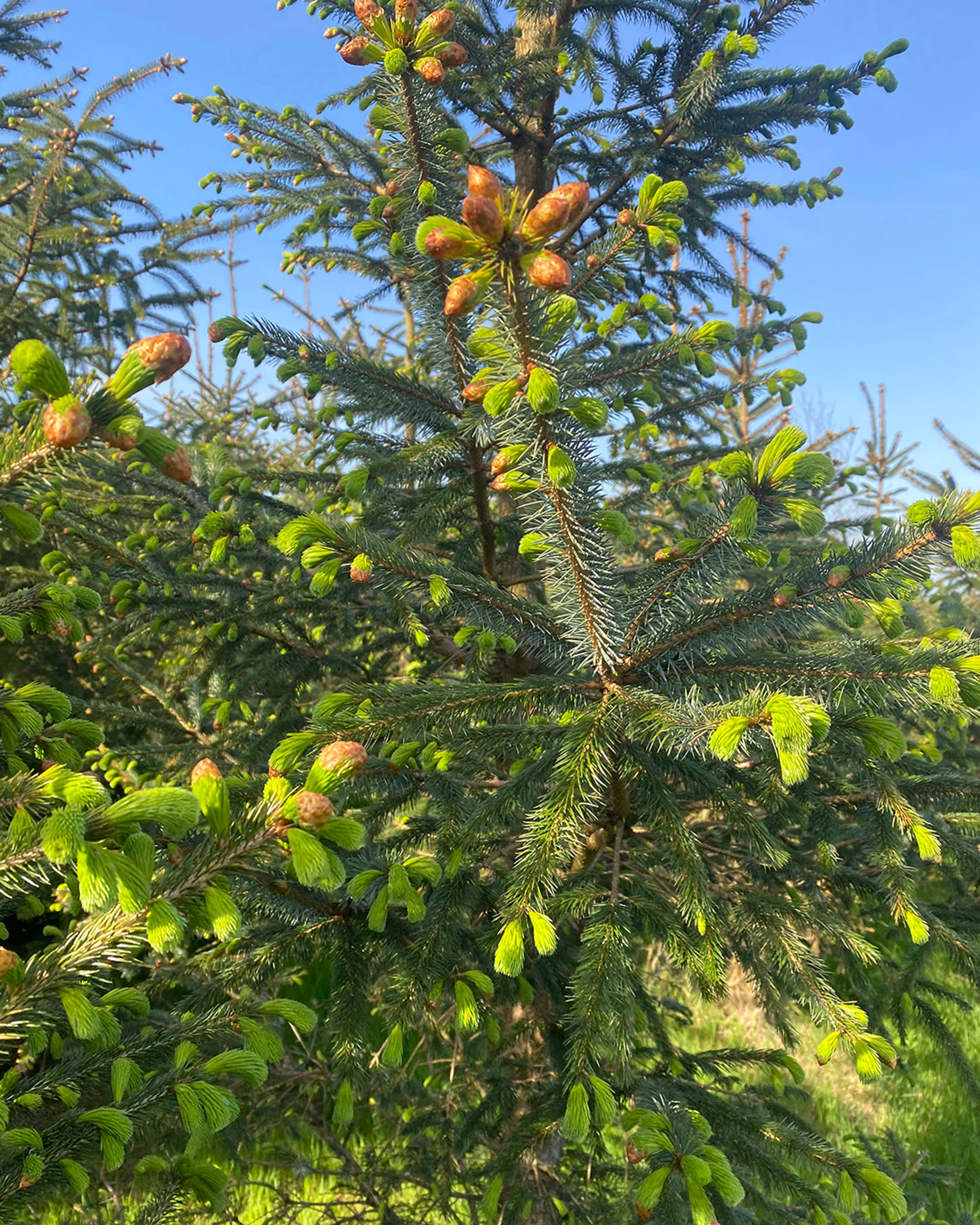 Season planner image