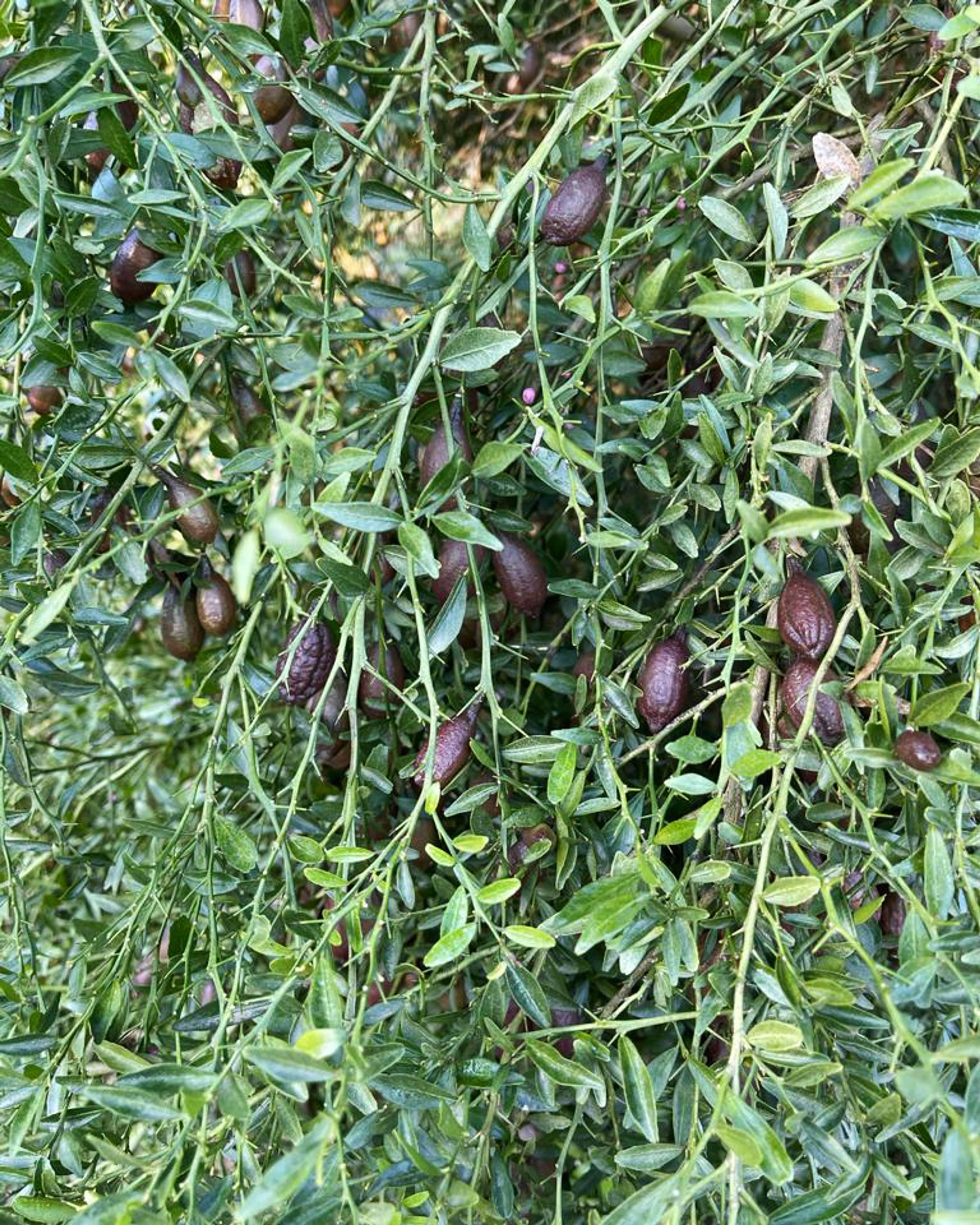 Season planner image