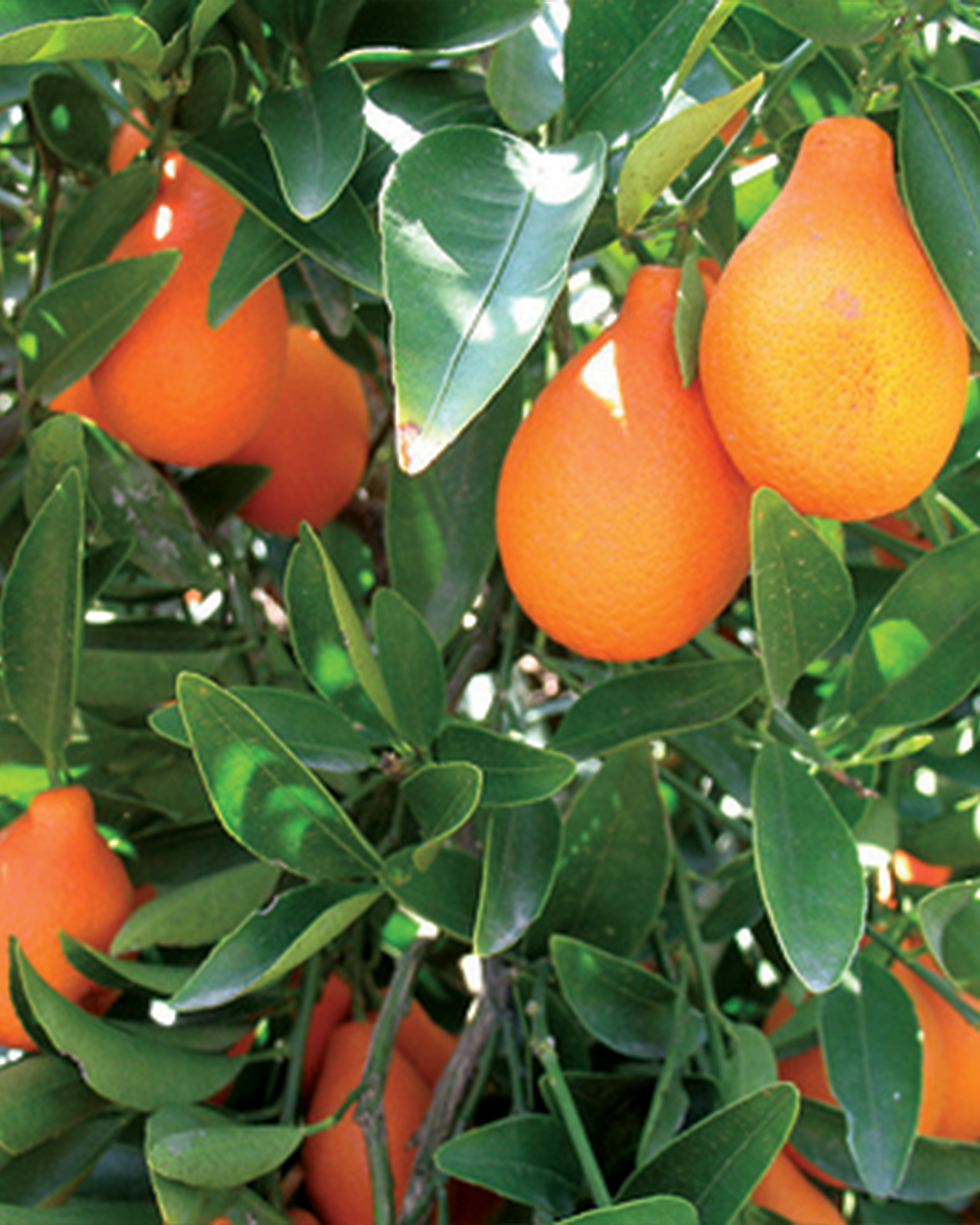 Season planner image