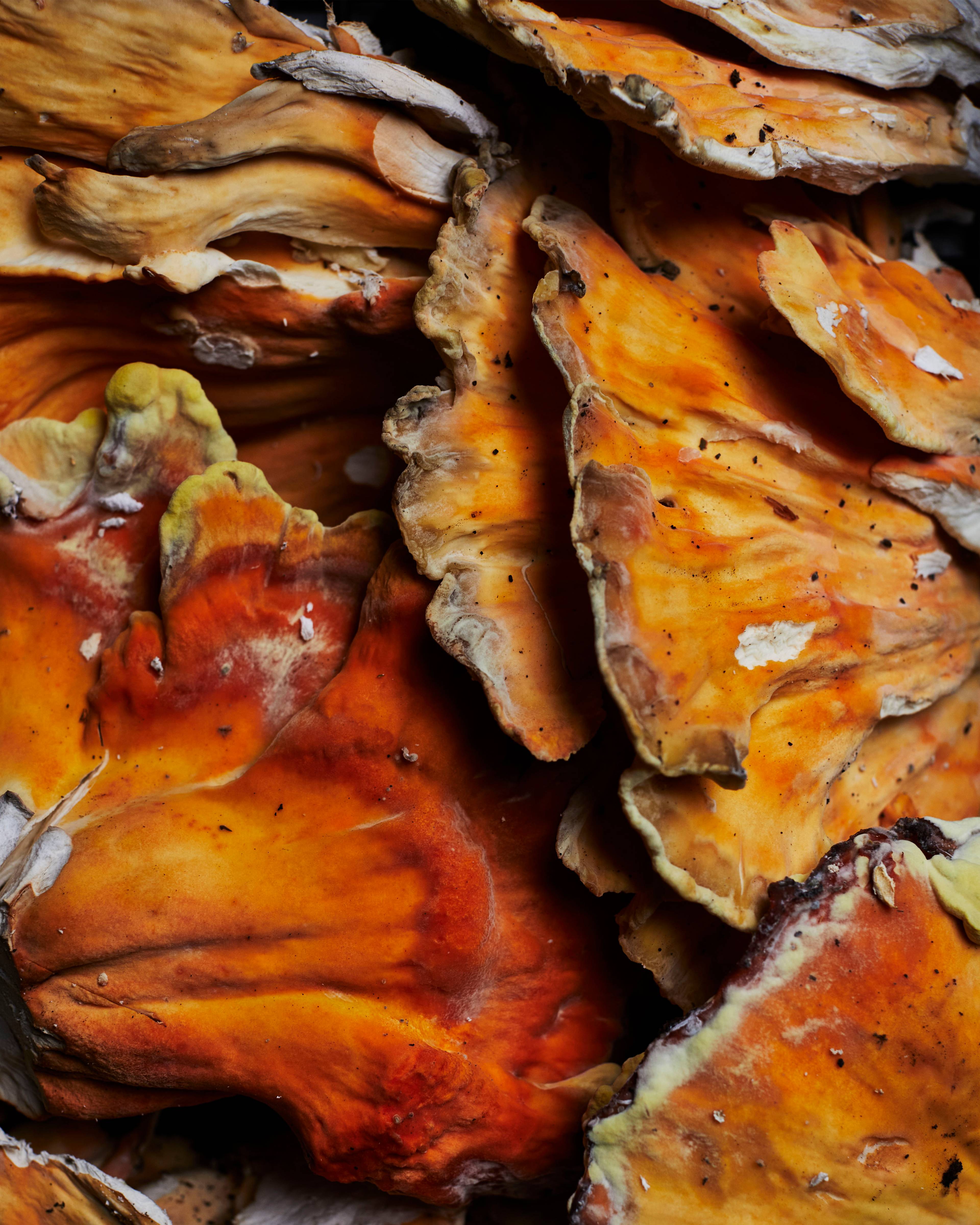 close up of chicken of the woods mushroom
