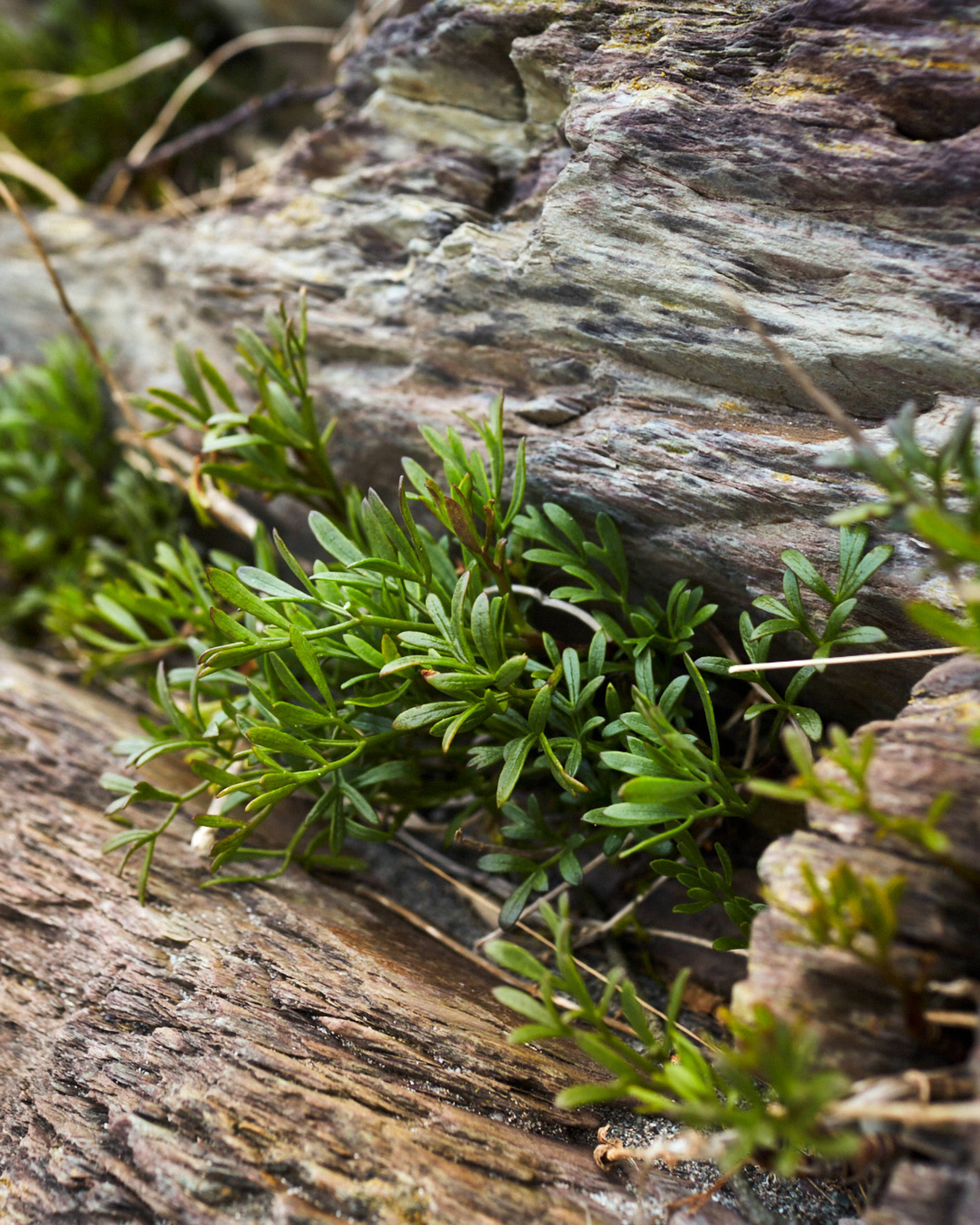 Images with caption alt text