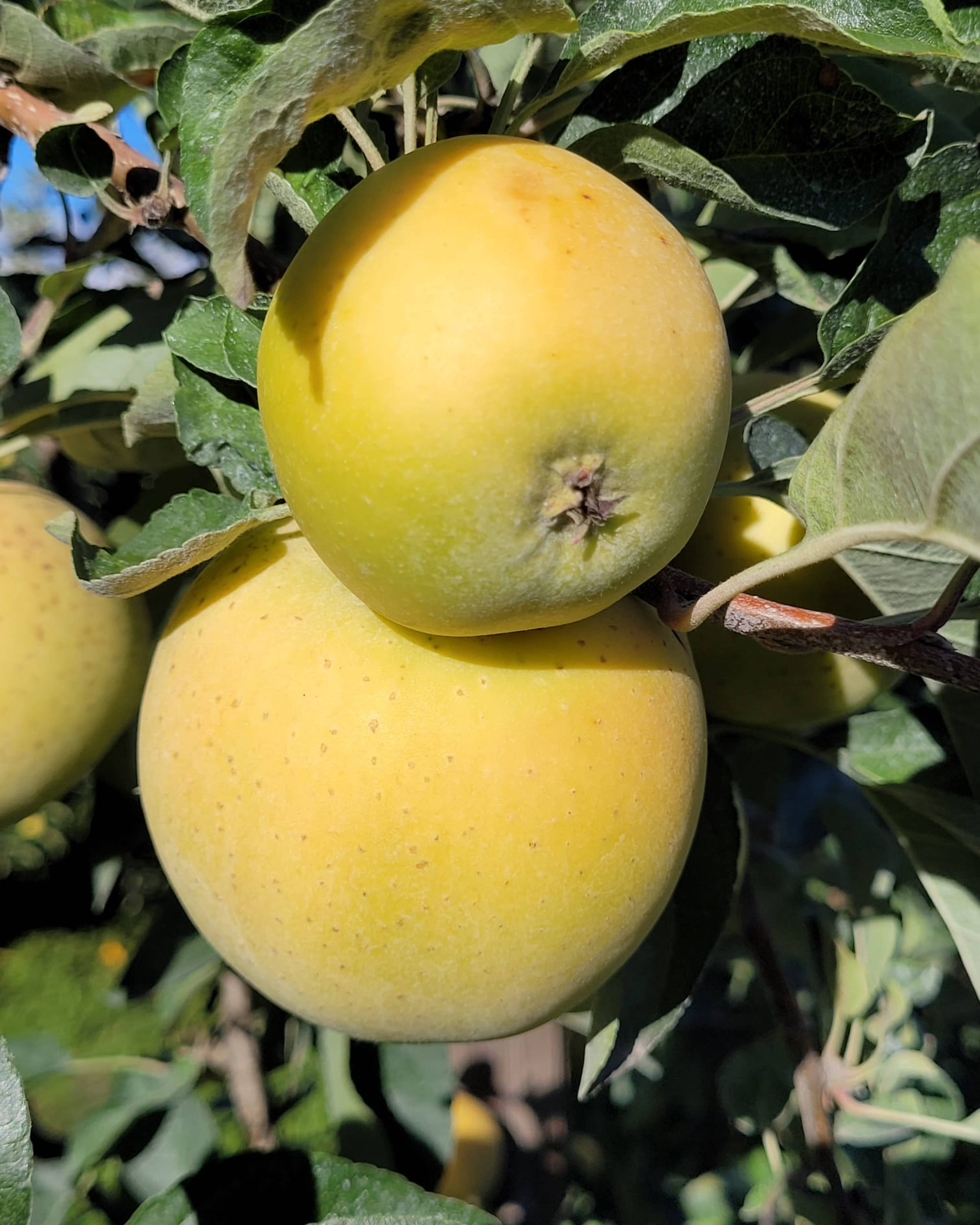 Season planner image