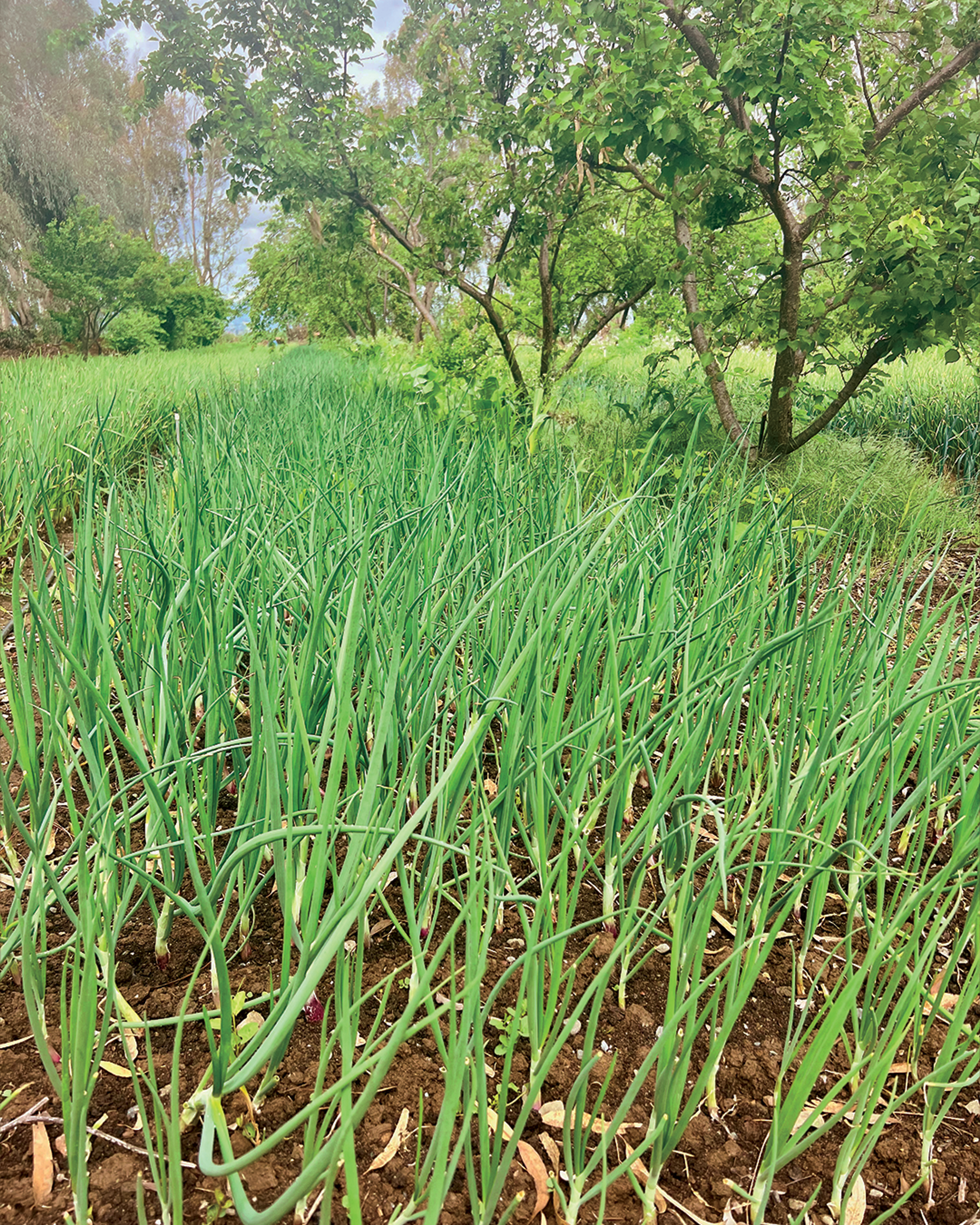 Season planner image