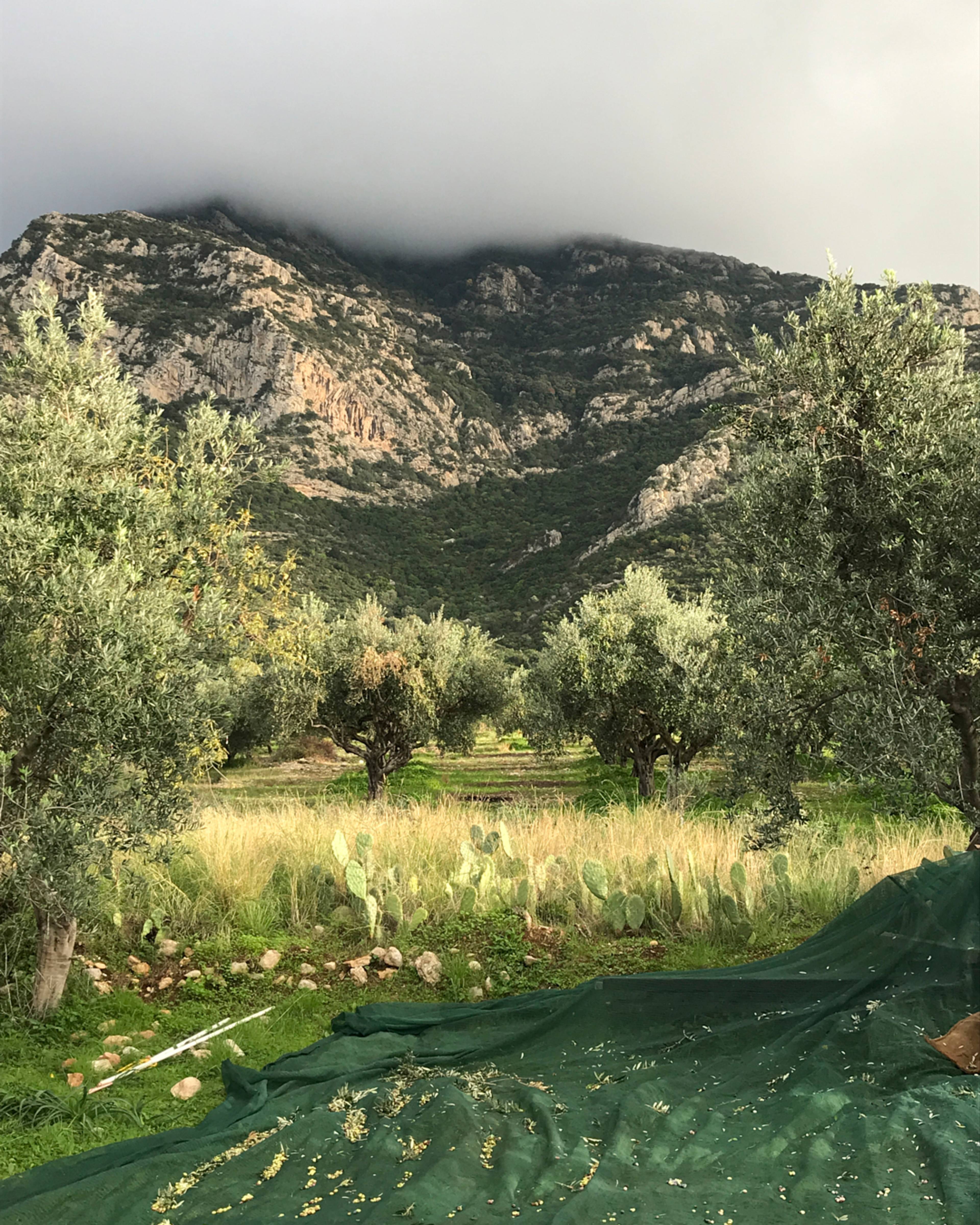 olive grove with mountains in the background