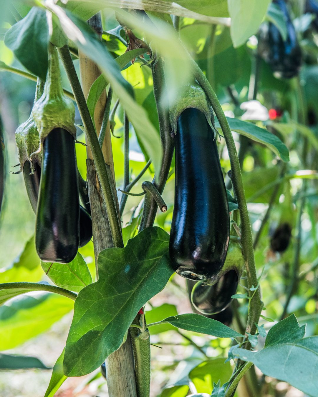 Images with caption alt text