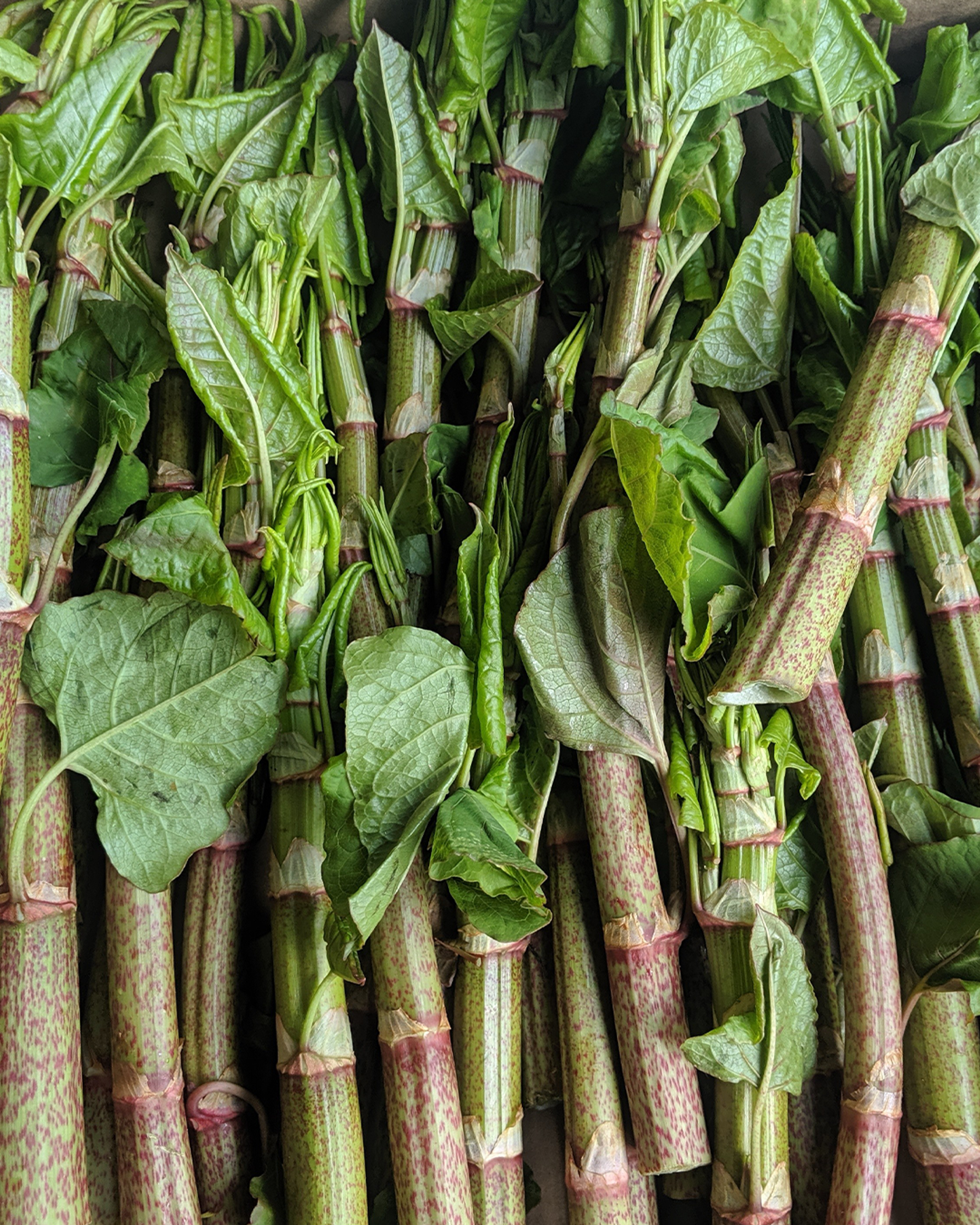 Season planner image