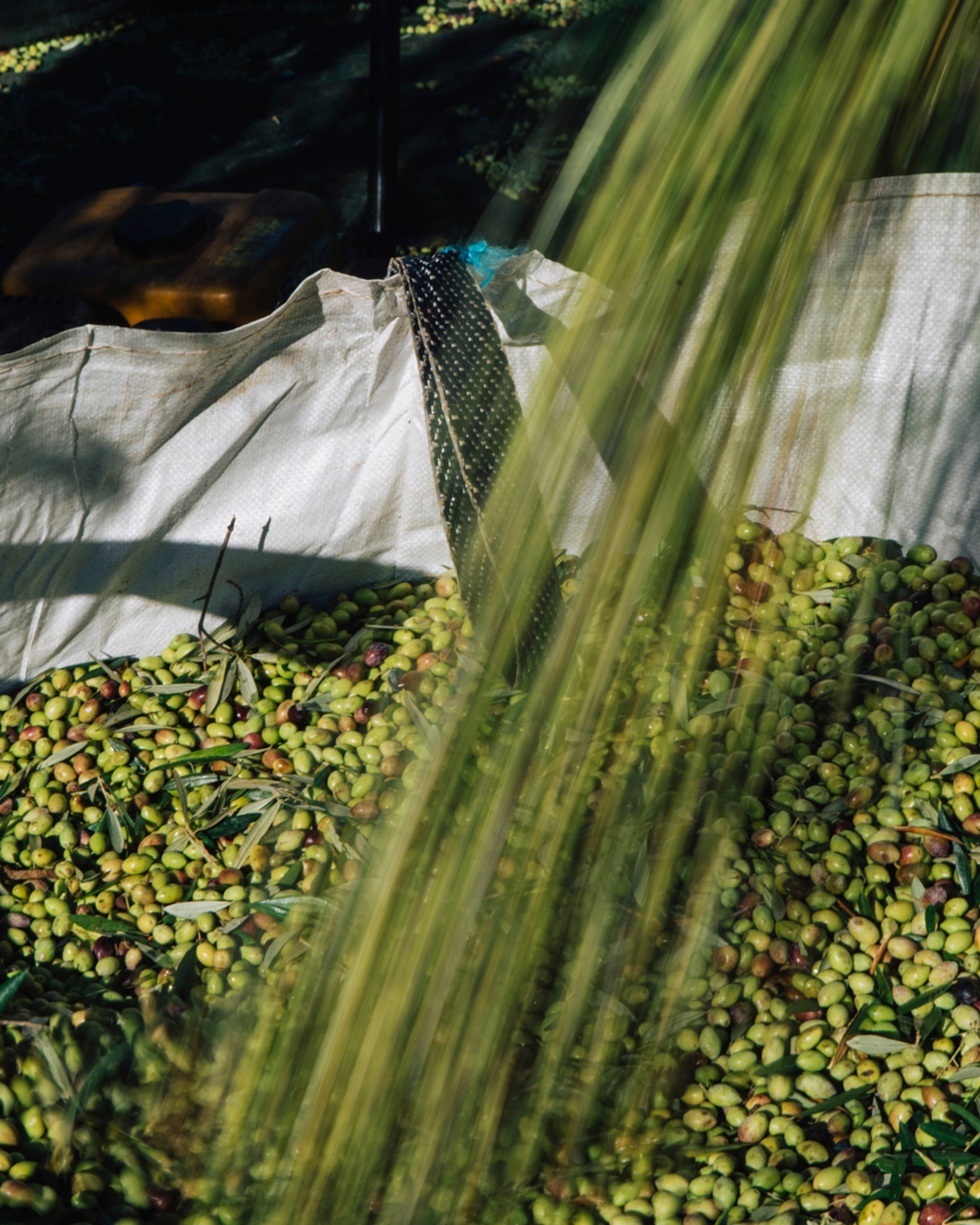 sac full of olives