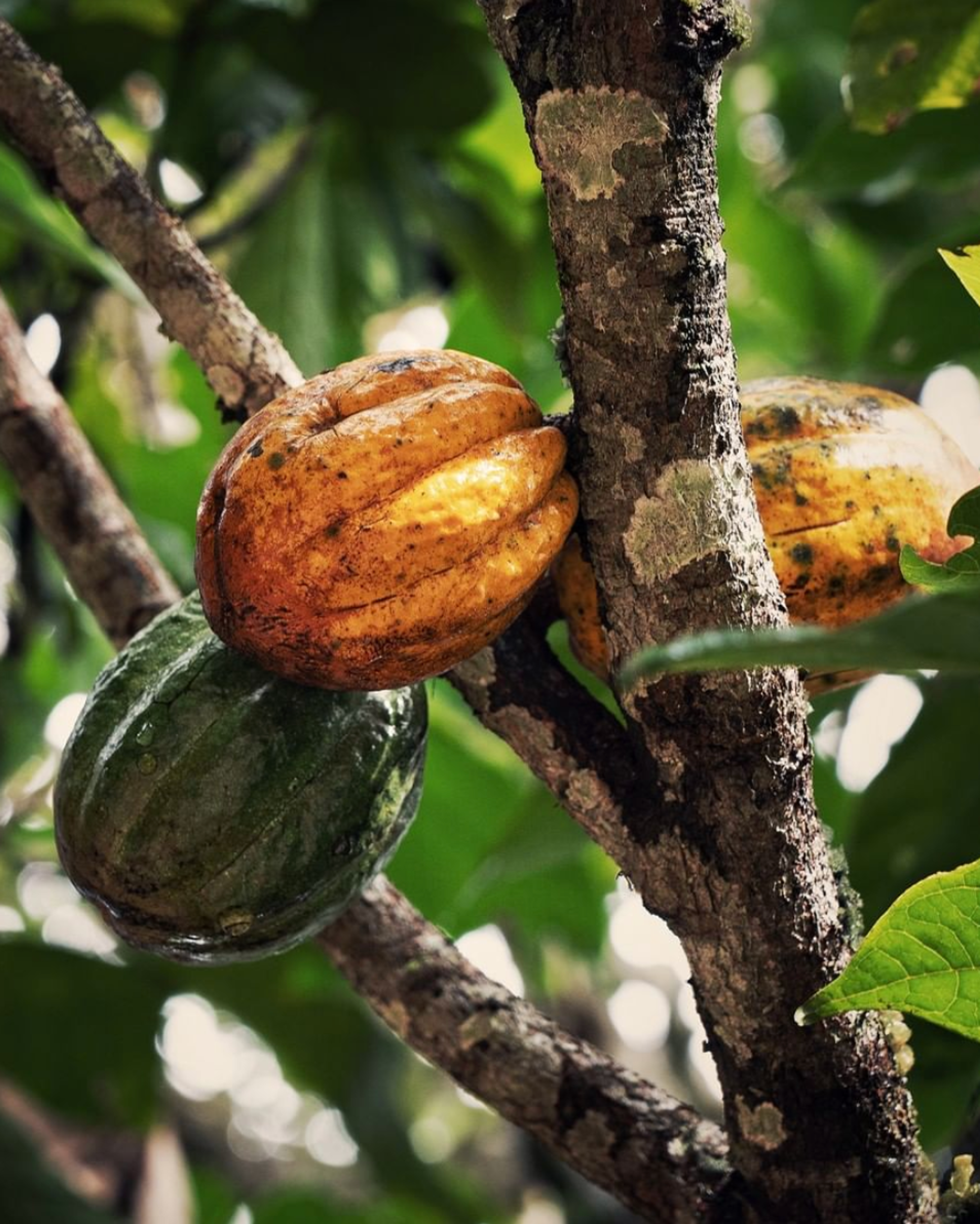 Cacao on the tree