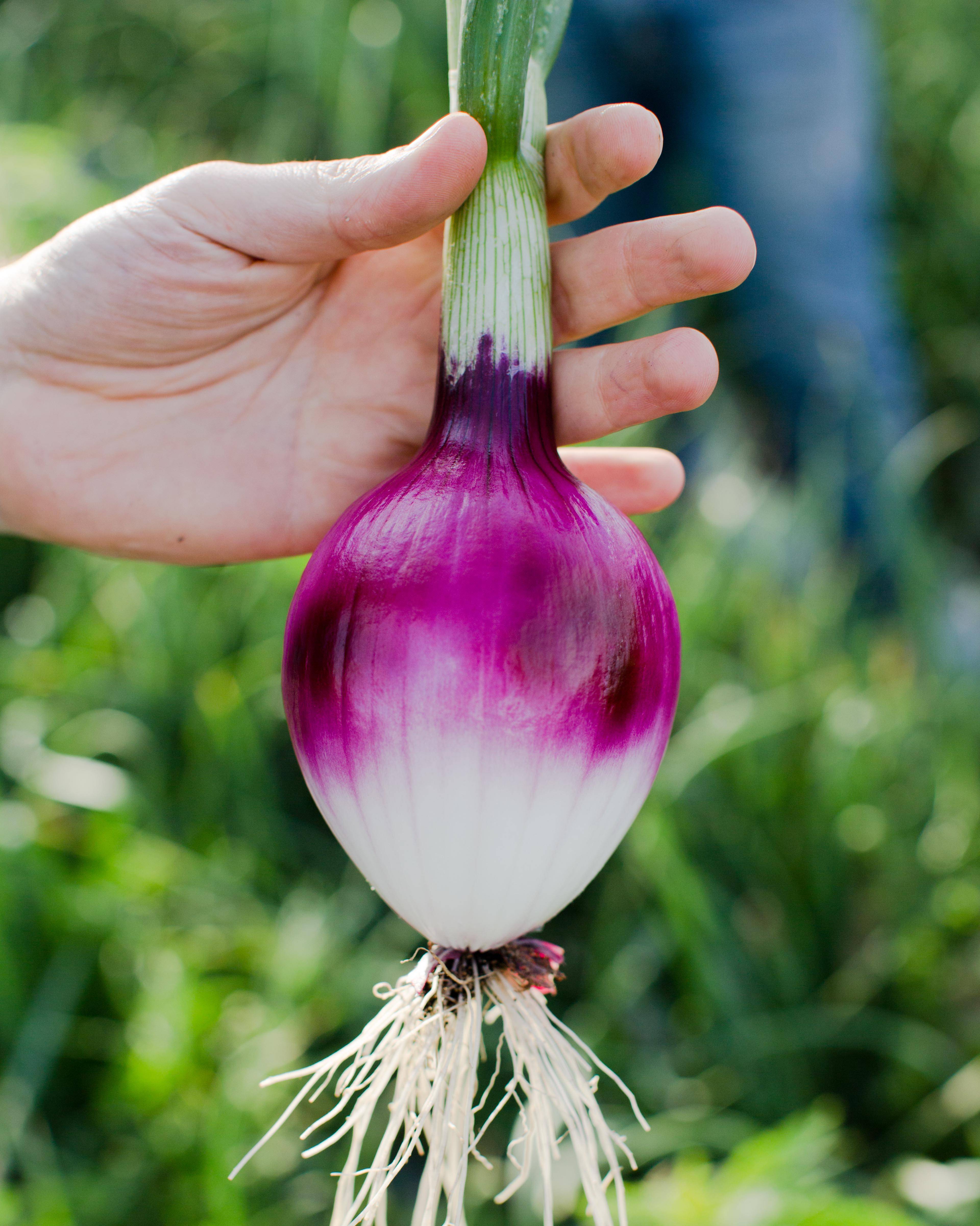 tropea onion being held up in the field