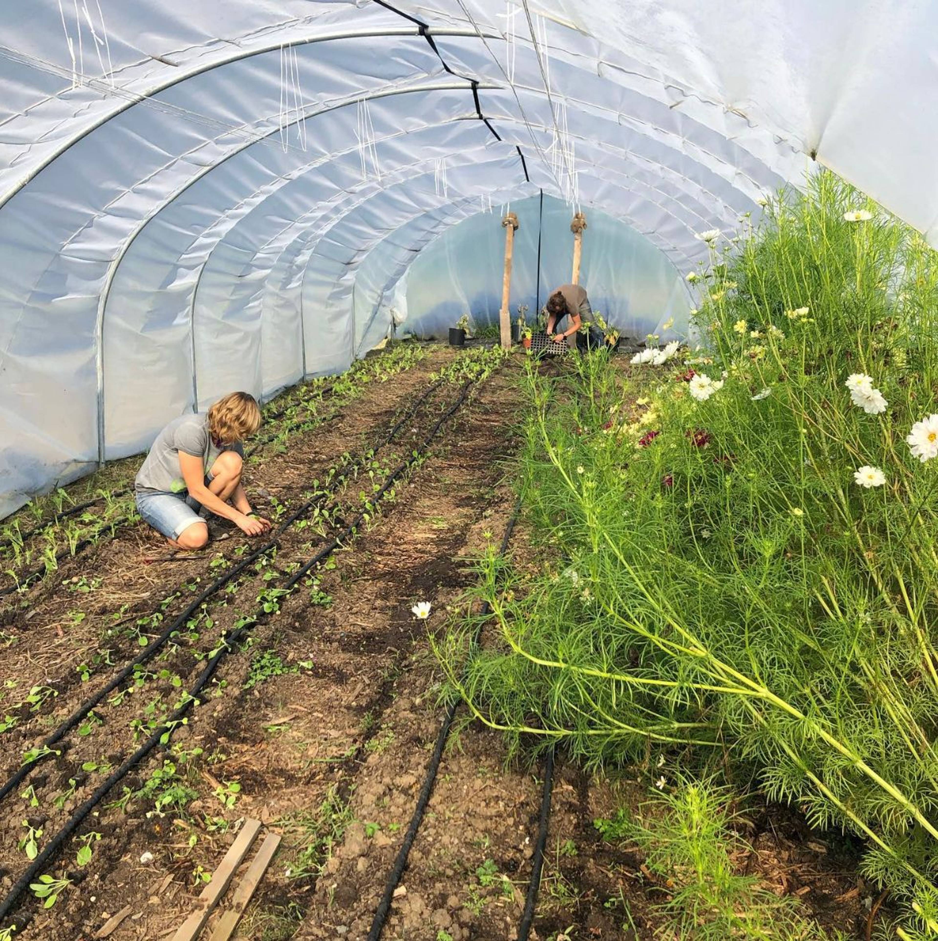Inside a polytunnel at GROW farm