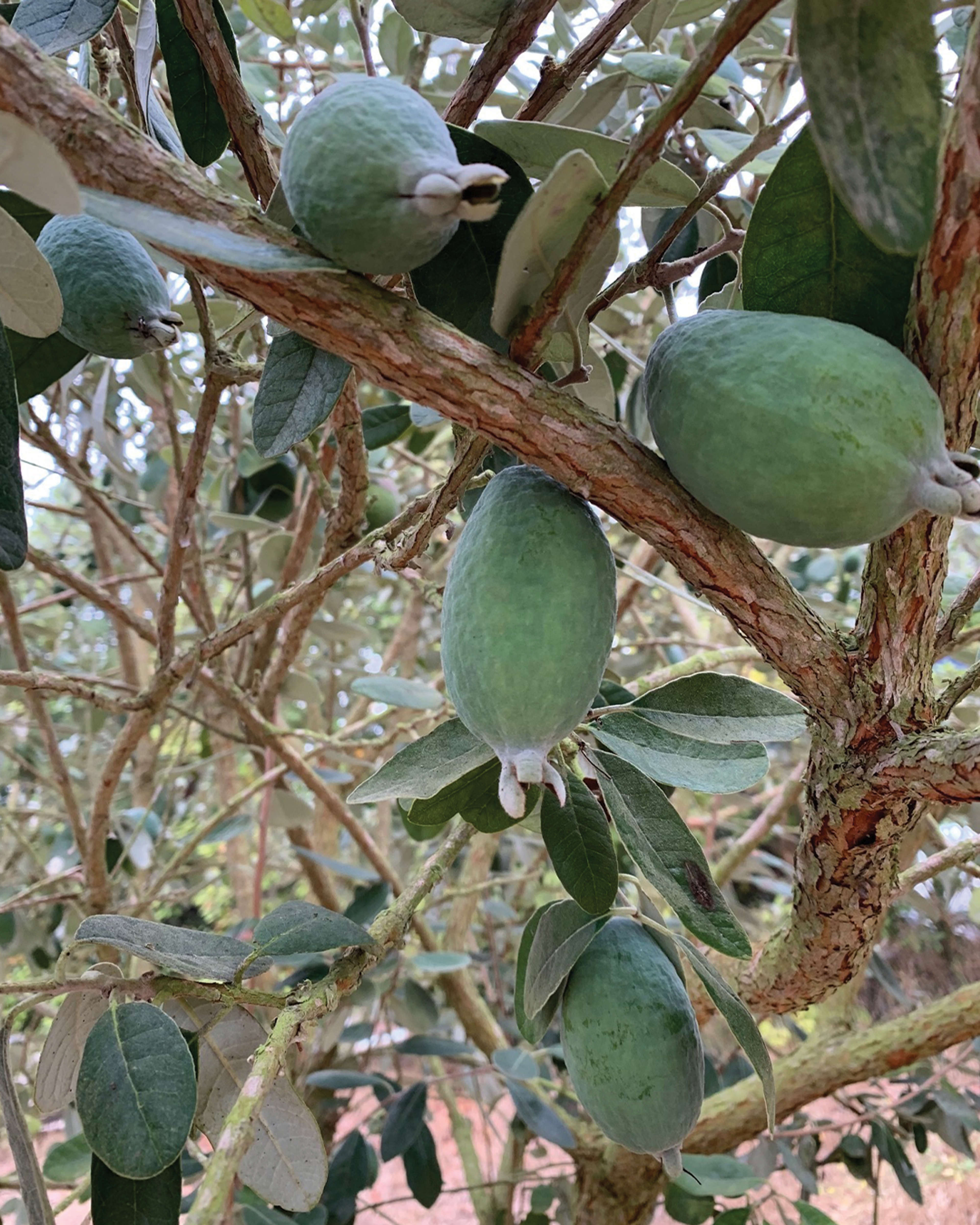 Season planner image