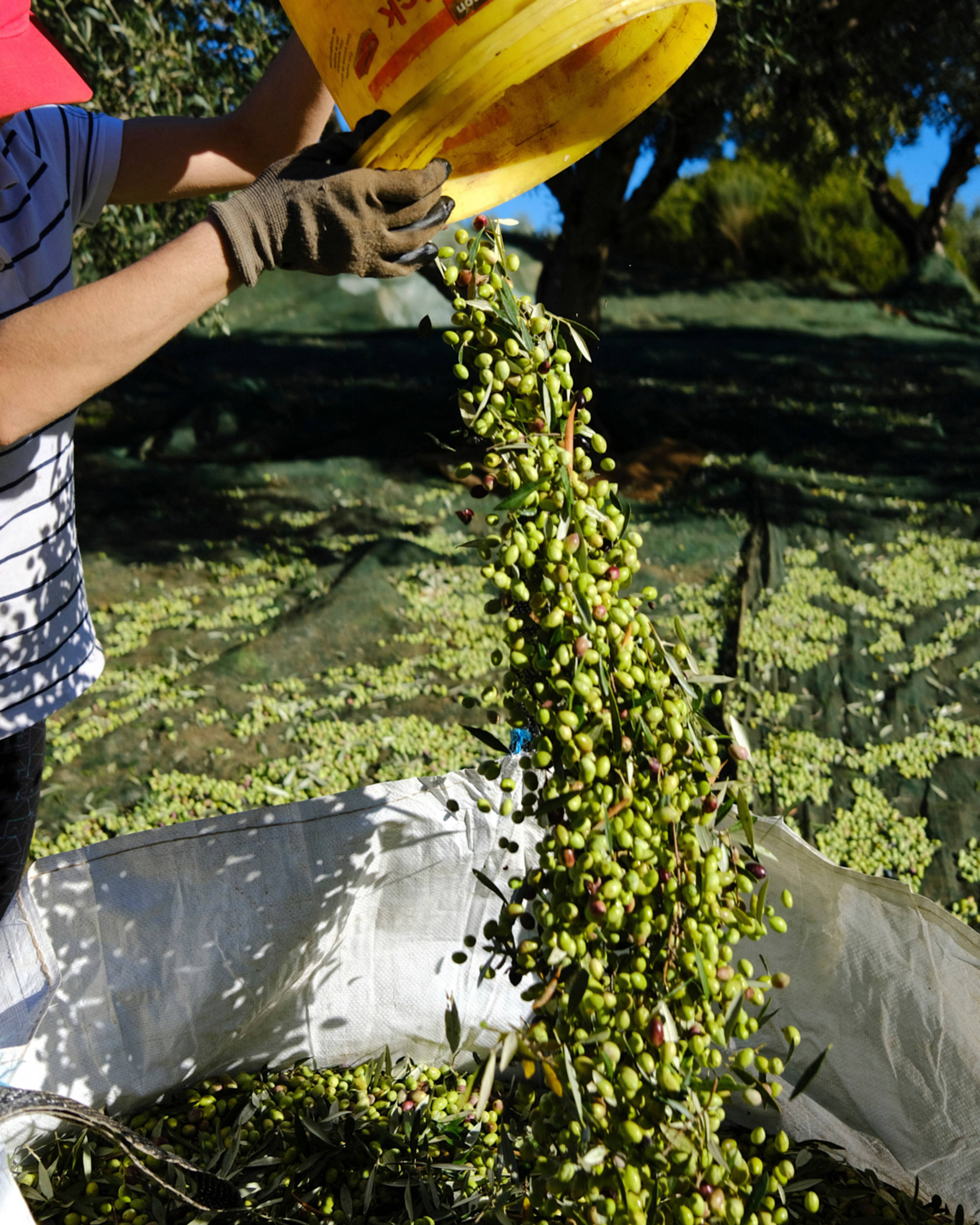 olives being poured out of bucket into a sac