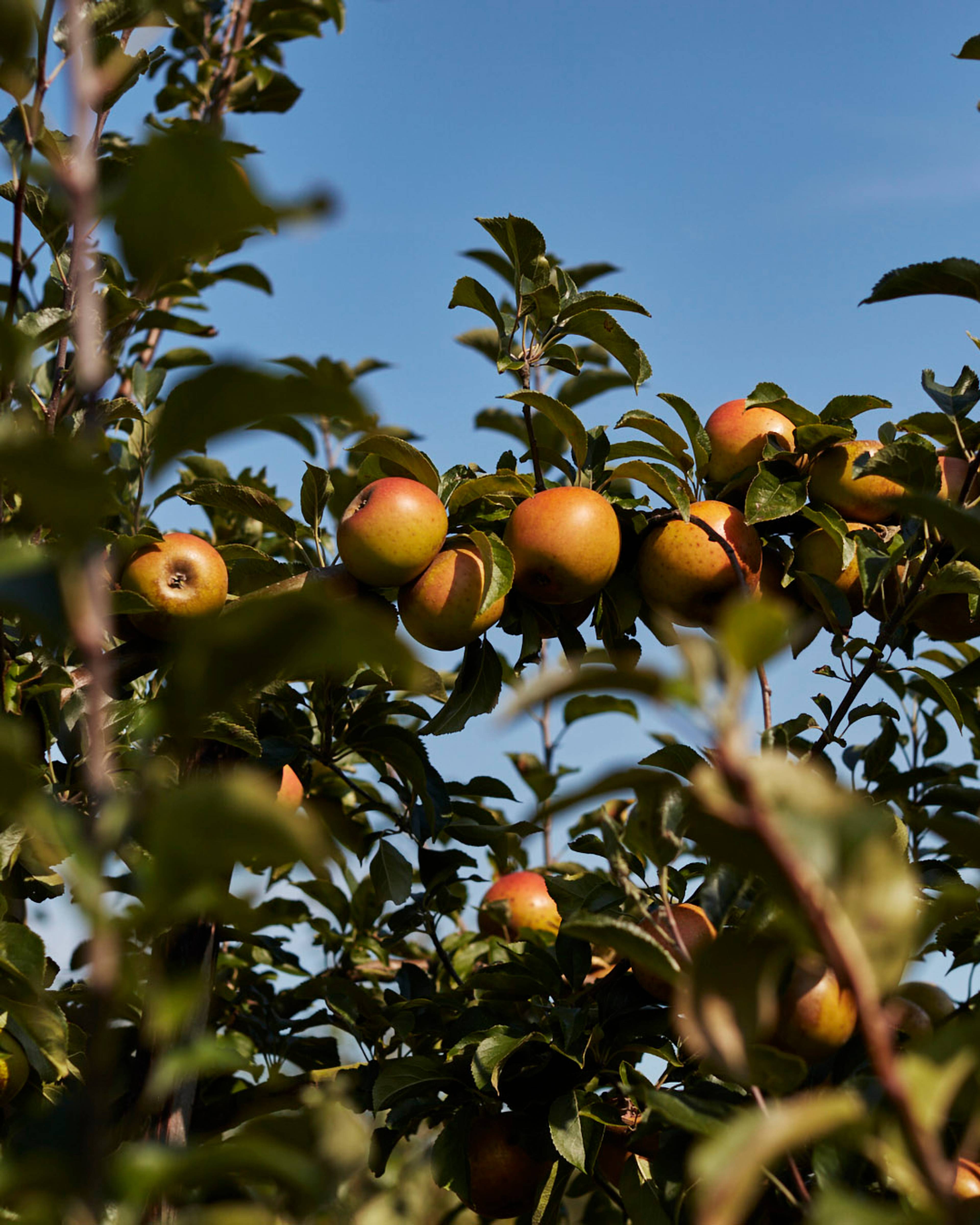 Season planner image