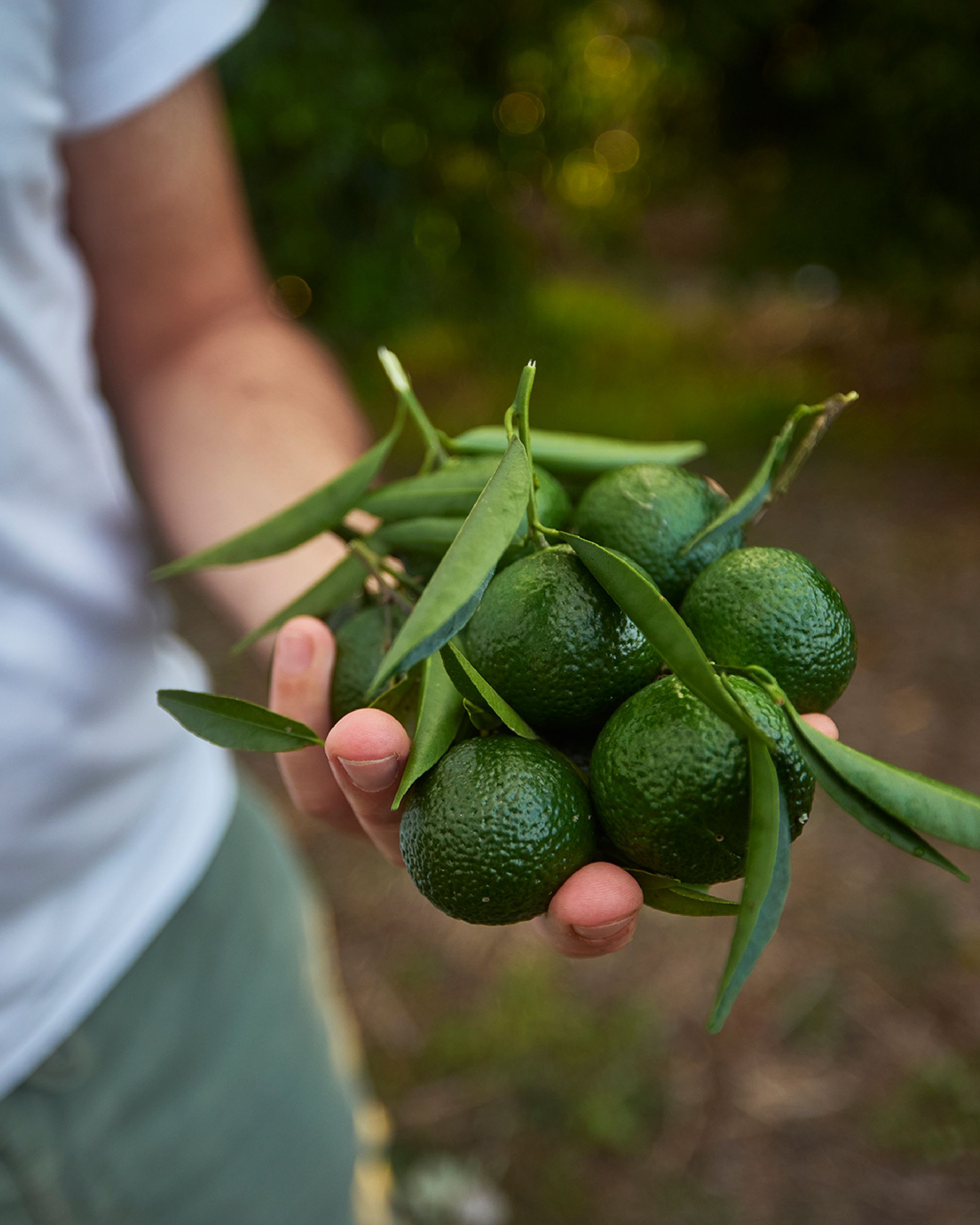 Images with caption alt text