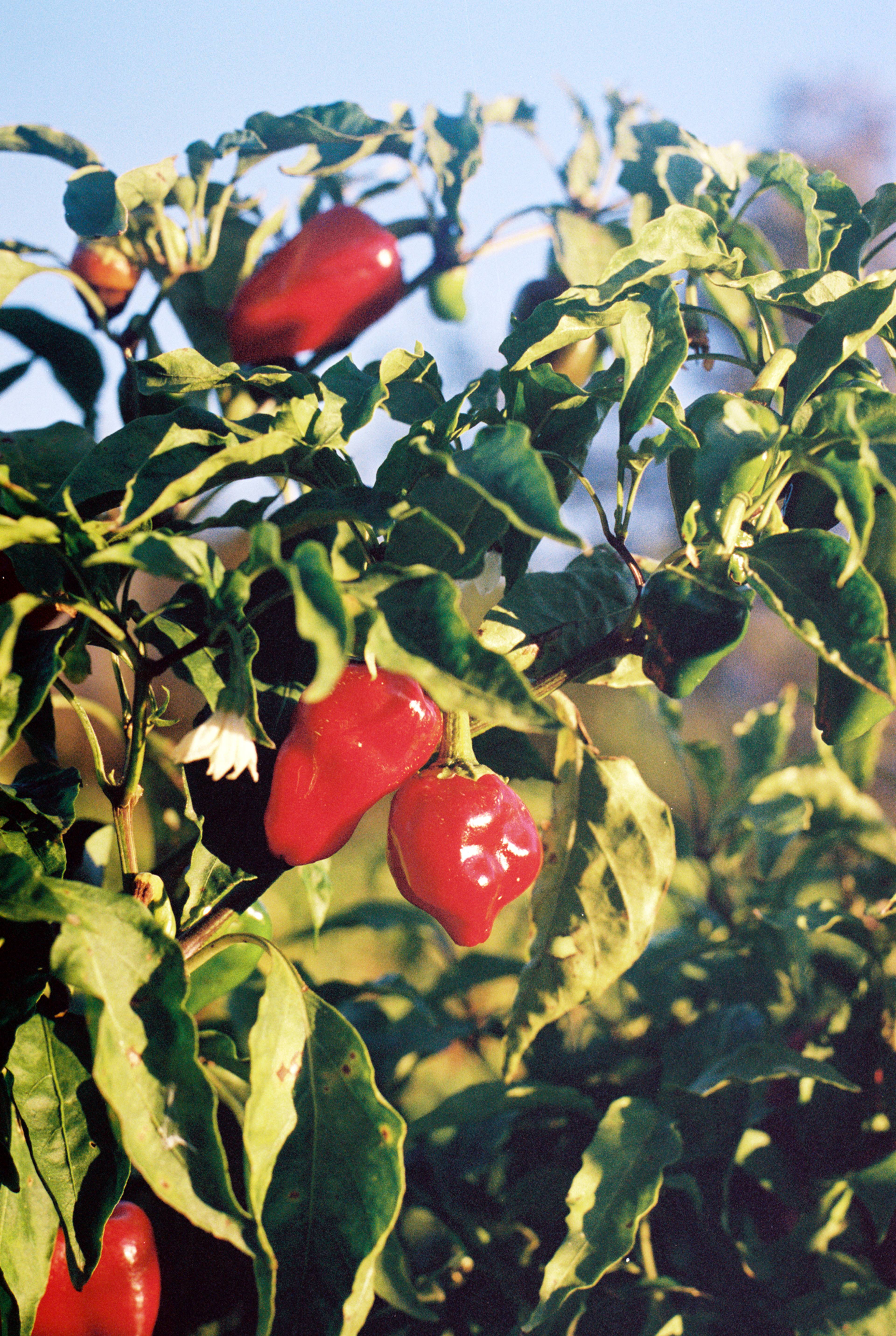 Images with caption alt text