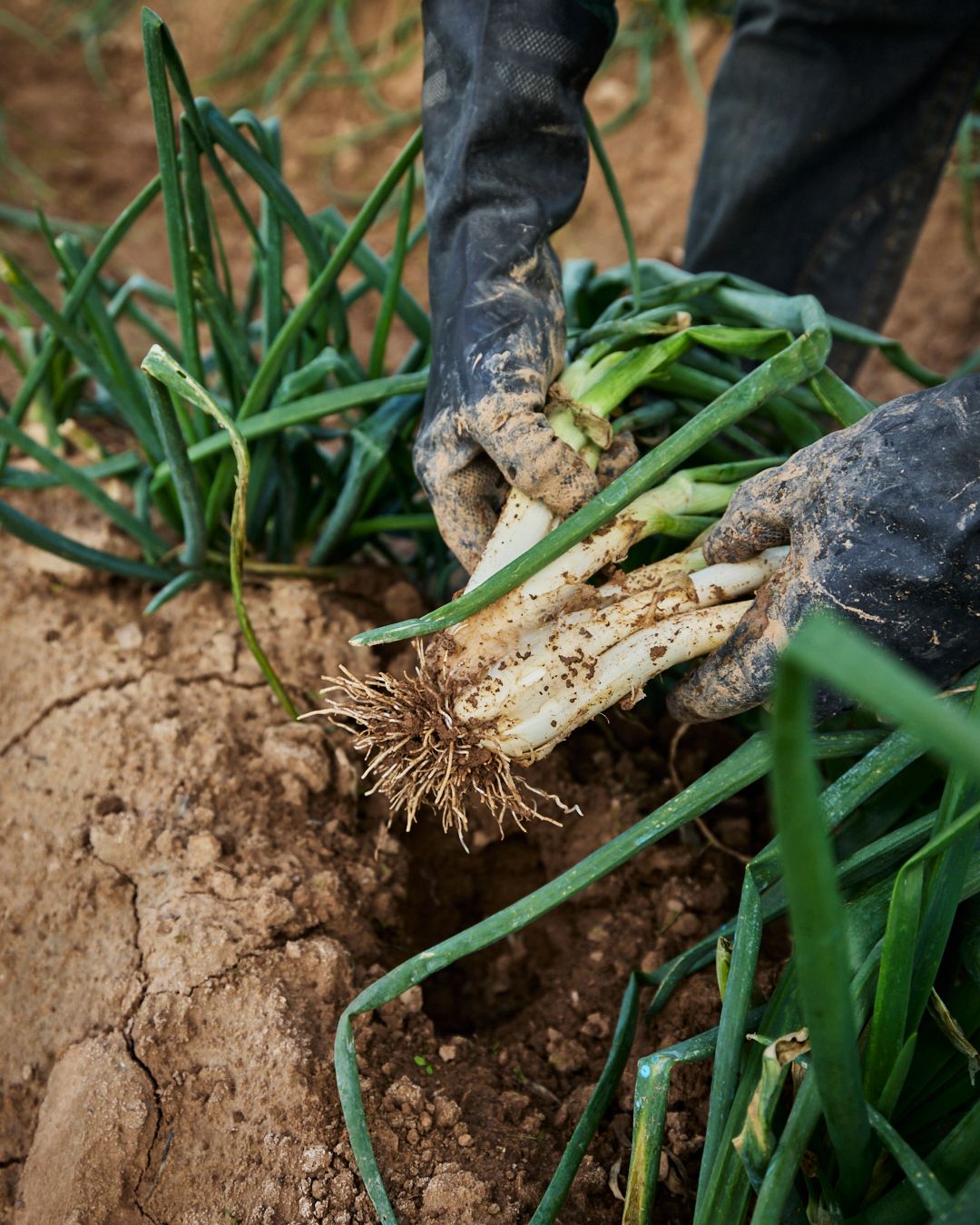 Season planner image