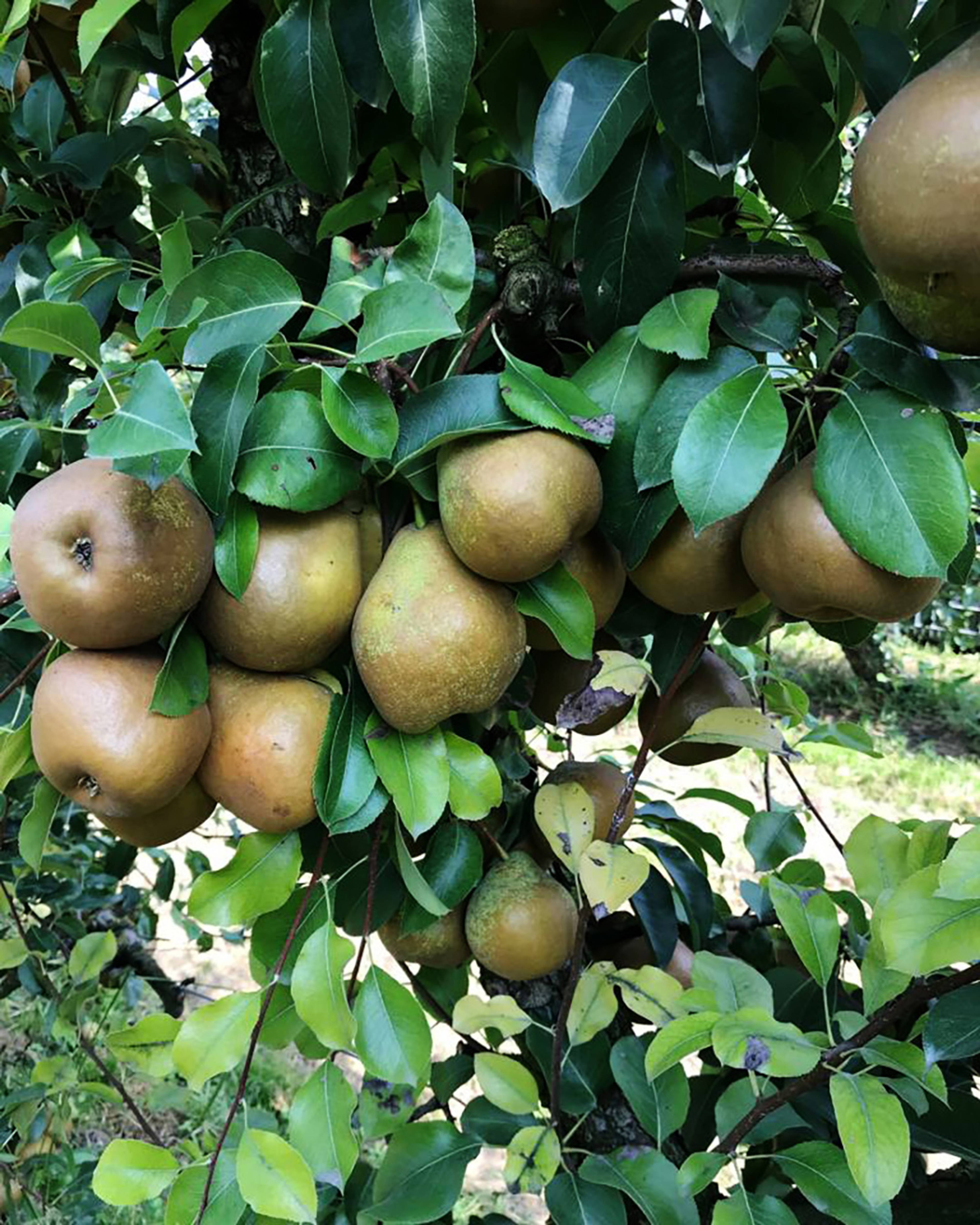 Season planner image