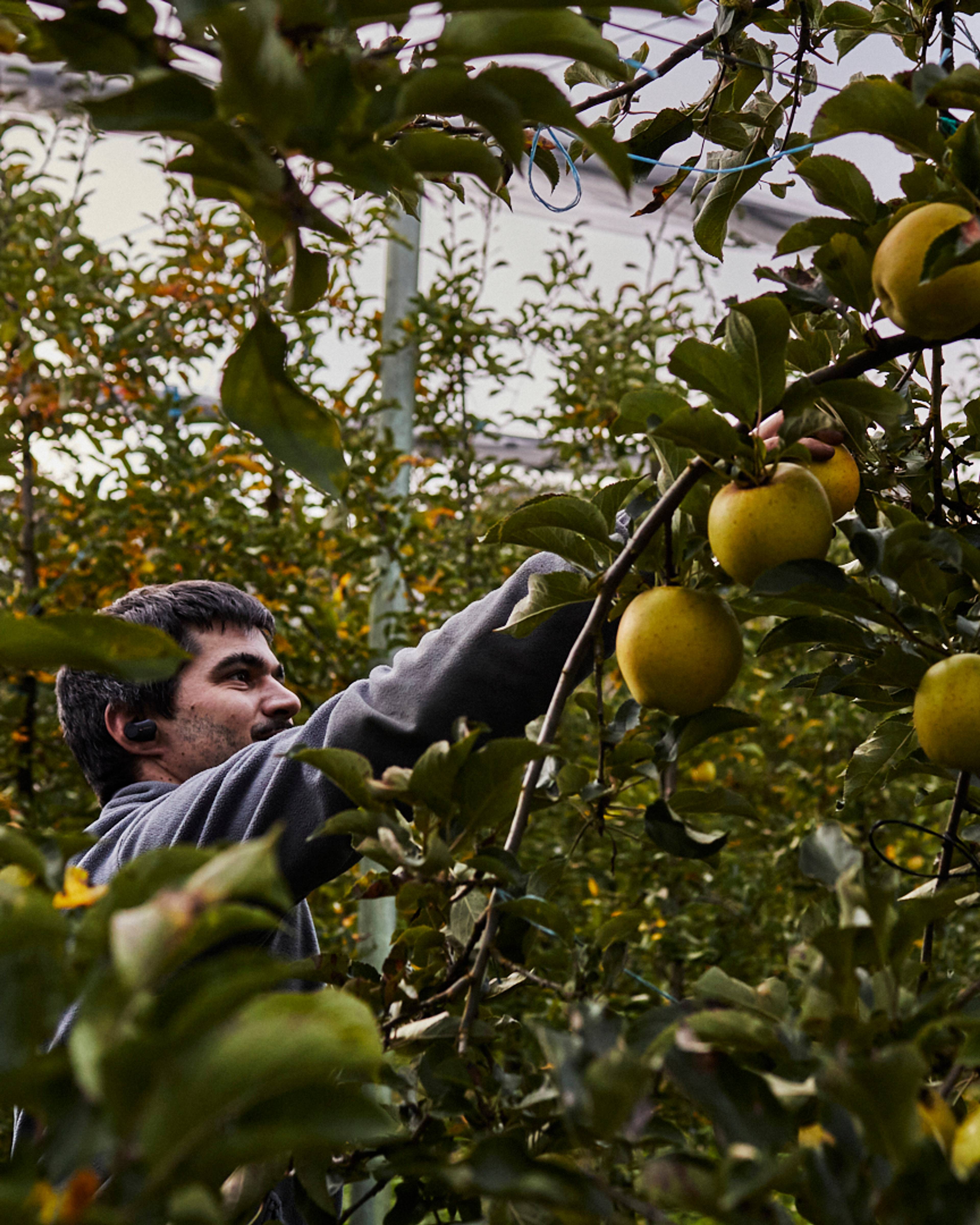 Season planner image