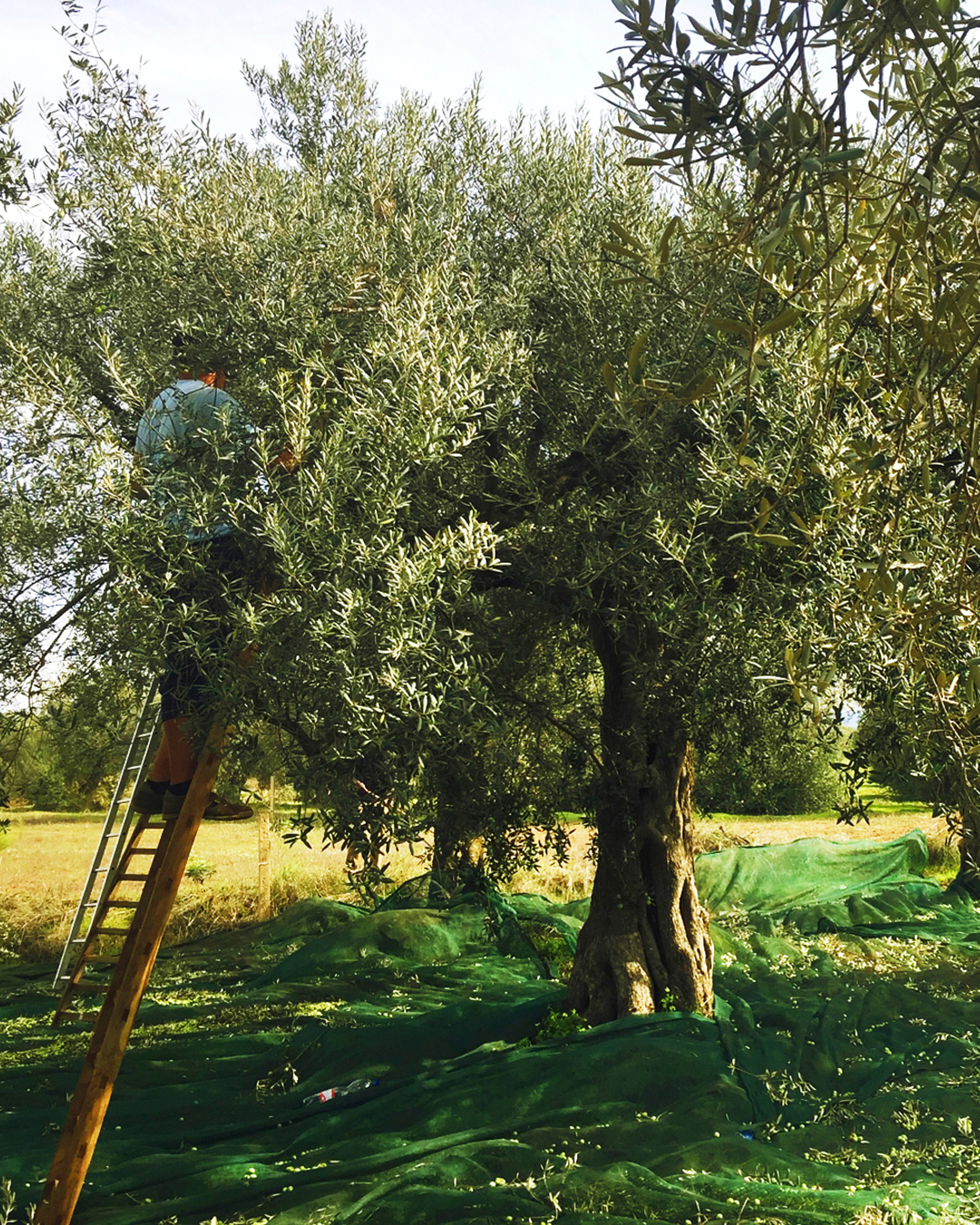 man up ladder harvesting olive tree