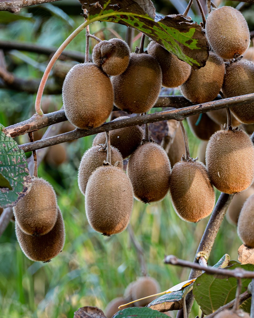 Season planner image