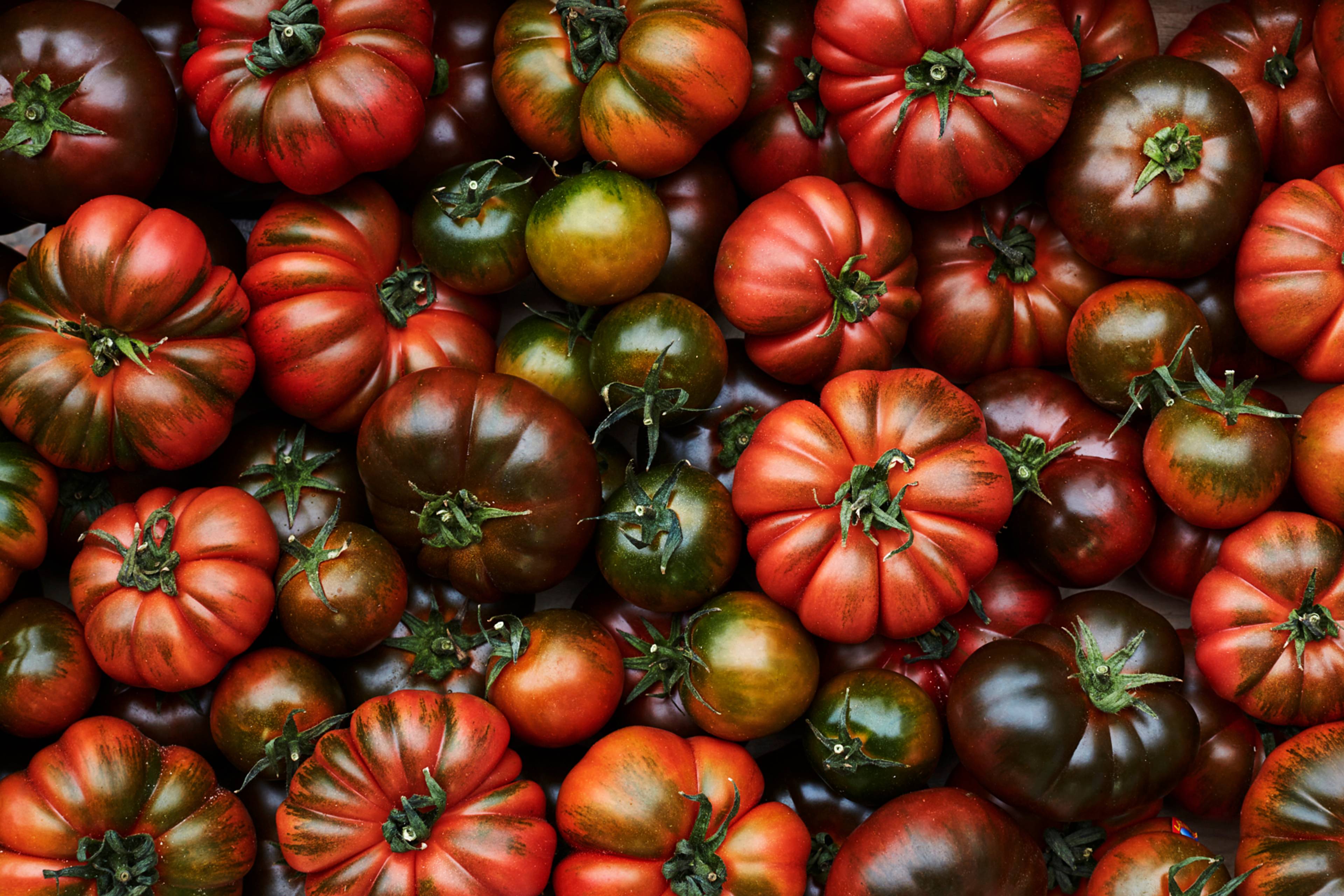 winter tomatoes in all shapes and sizes