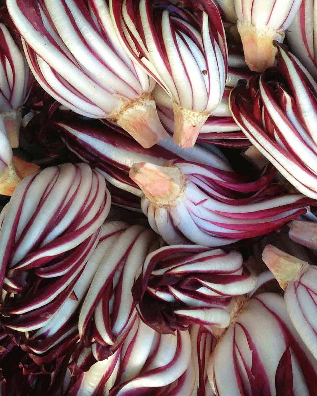 Season planner image