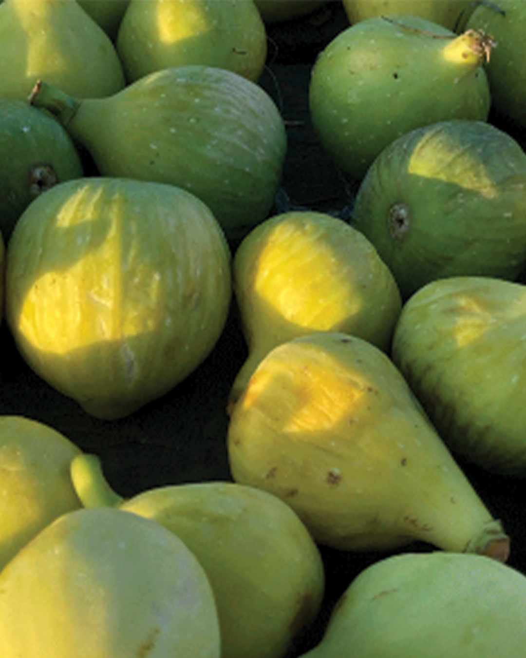 kadota figs, maywood farm
