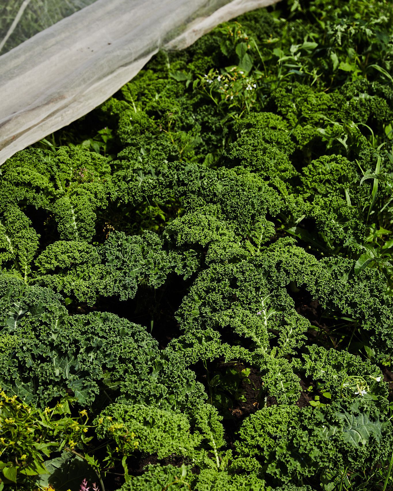 Green kale growing at lyncroft farm