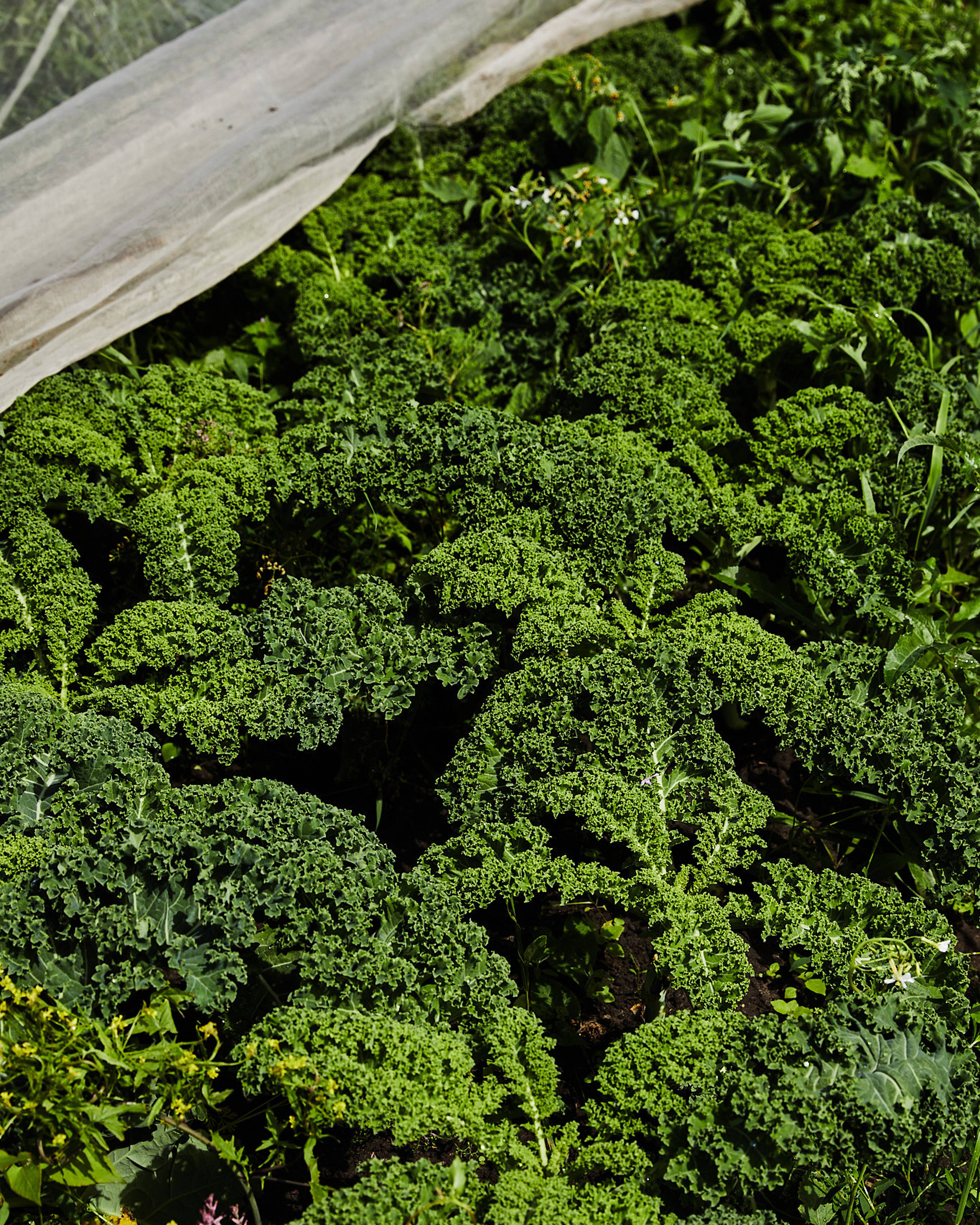 Green kale growing at lyncroft farm