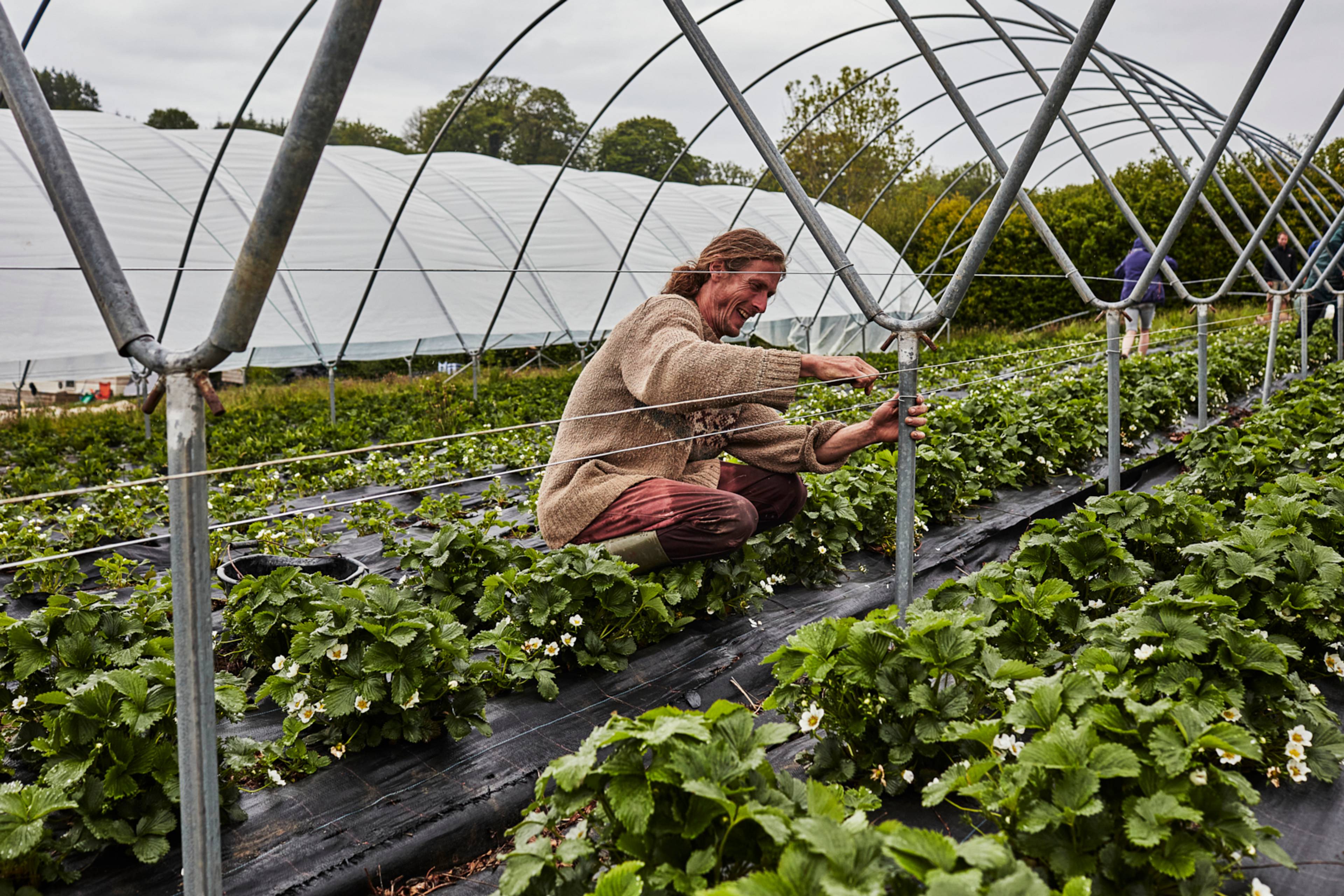 Strawberry plants growing in the polytunnel