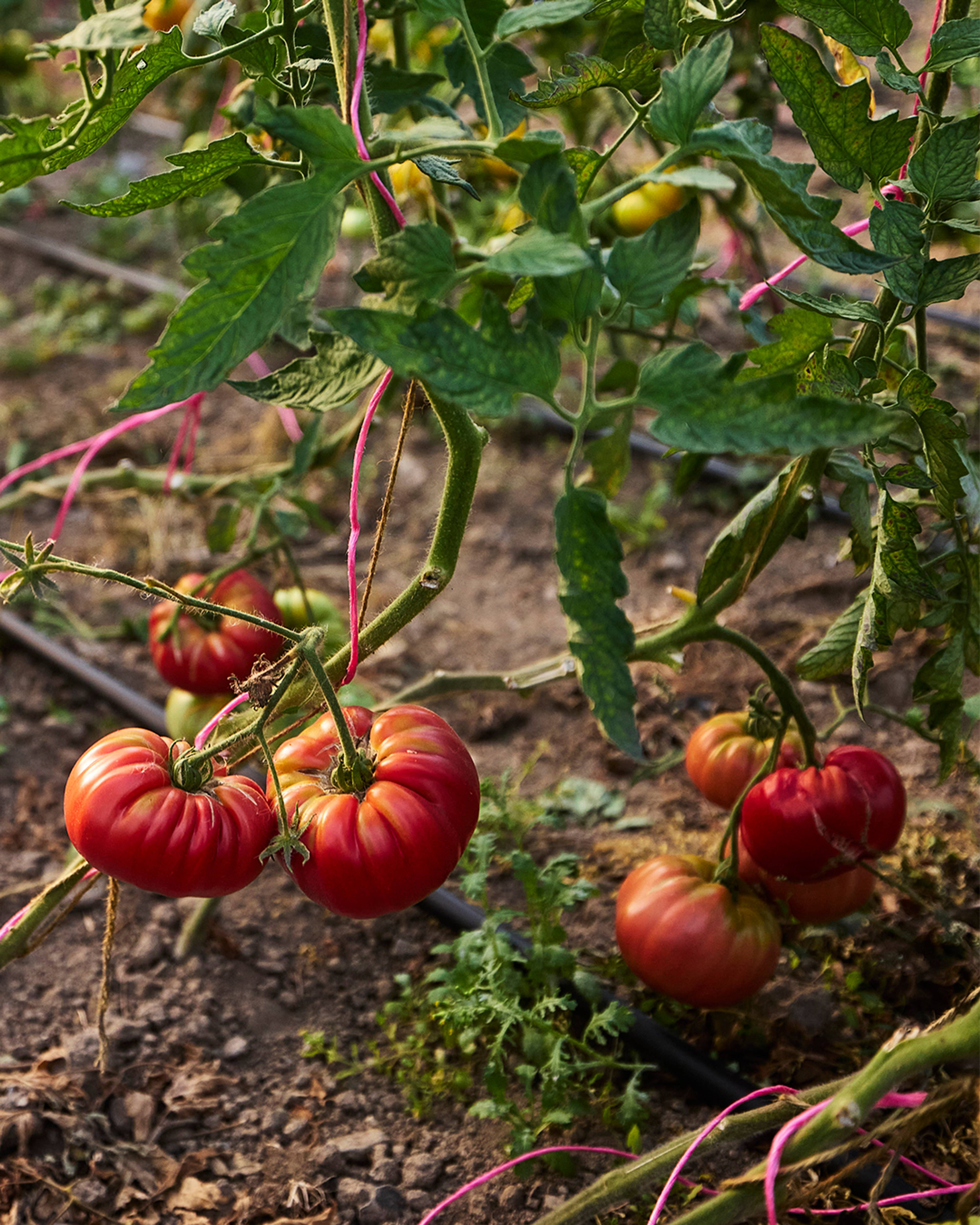 tomatoes growing on the vine