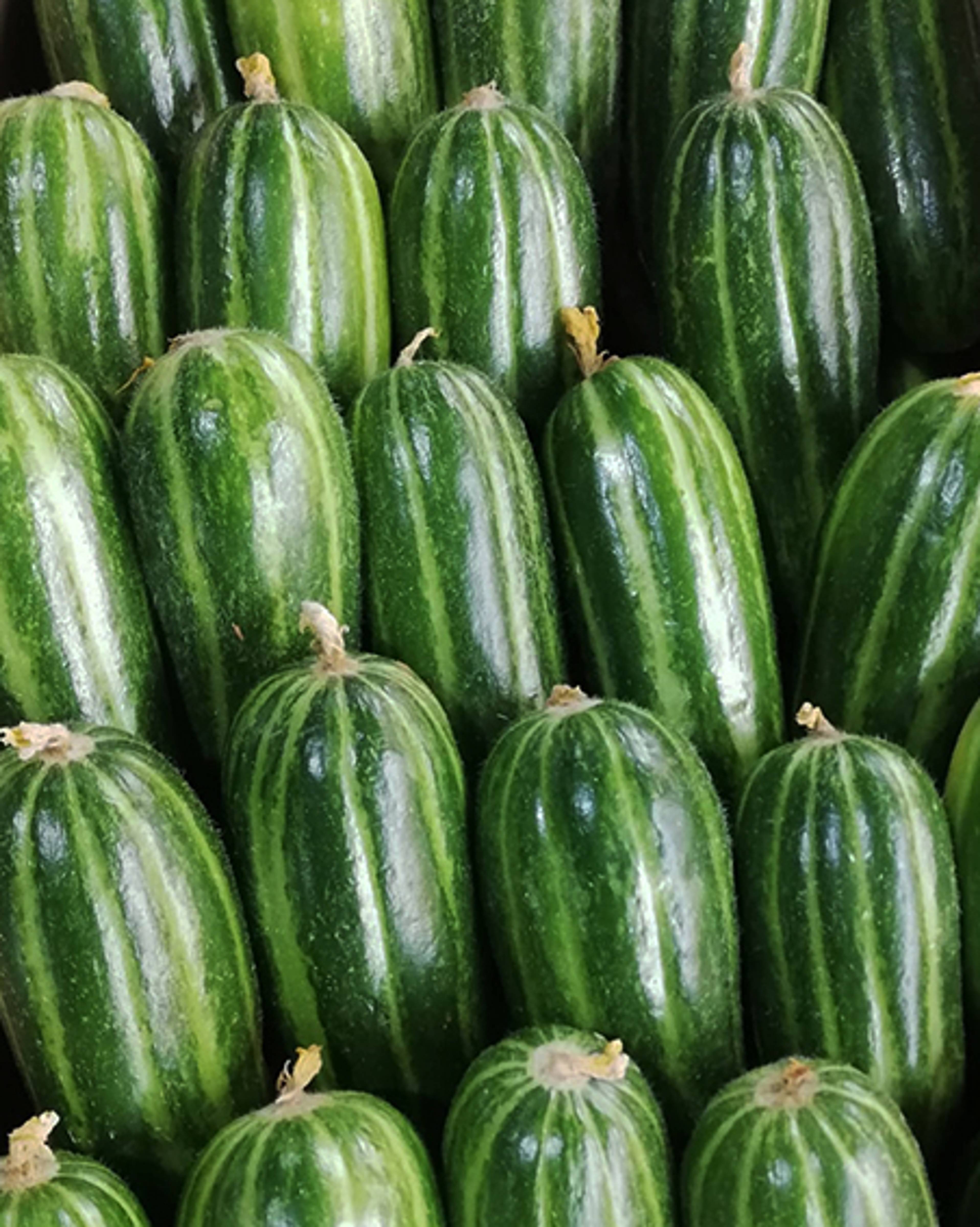 gherkin cucumbers lined up in a row