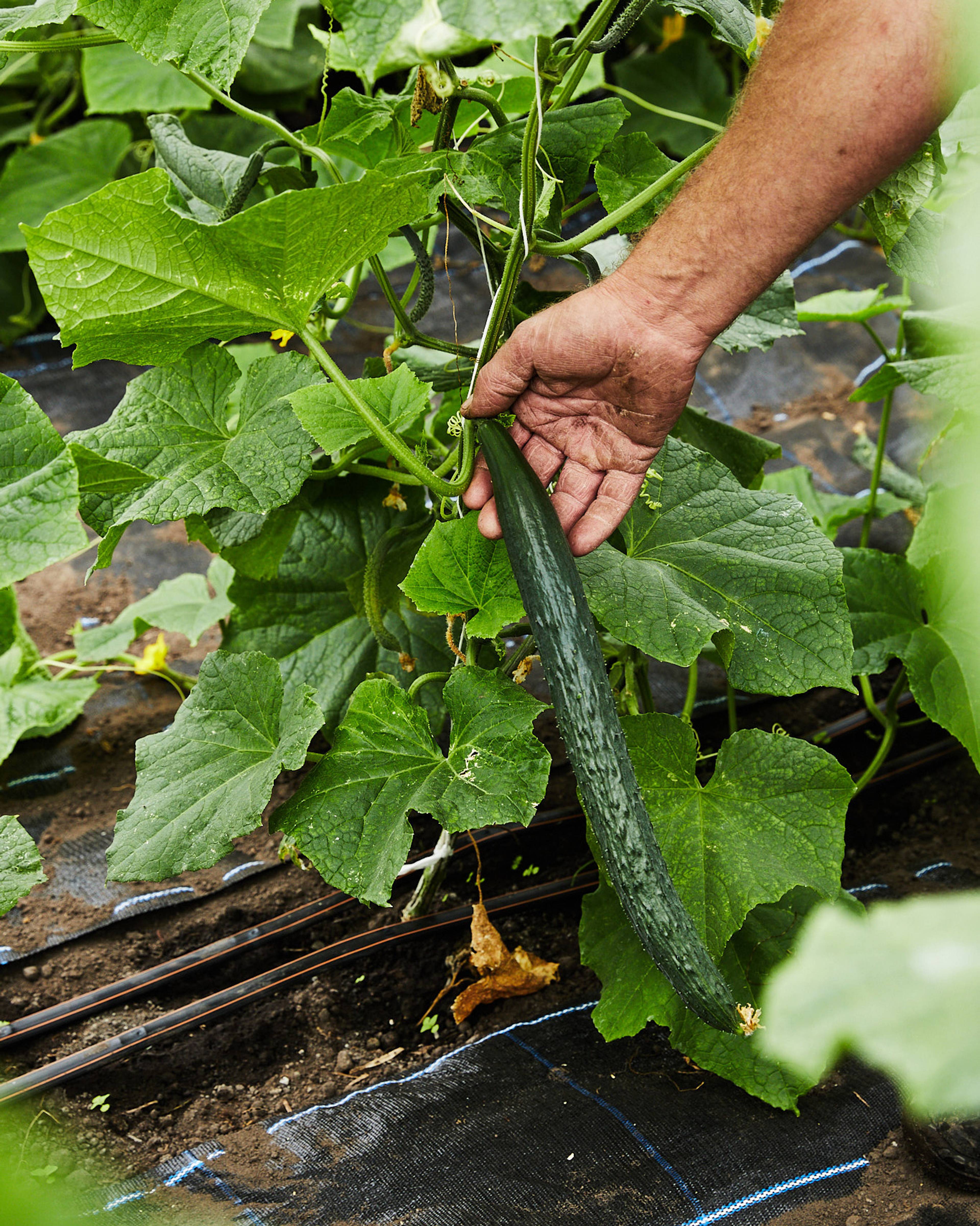 dragon cucumber growing on the plant
