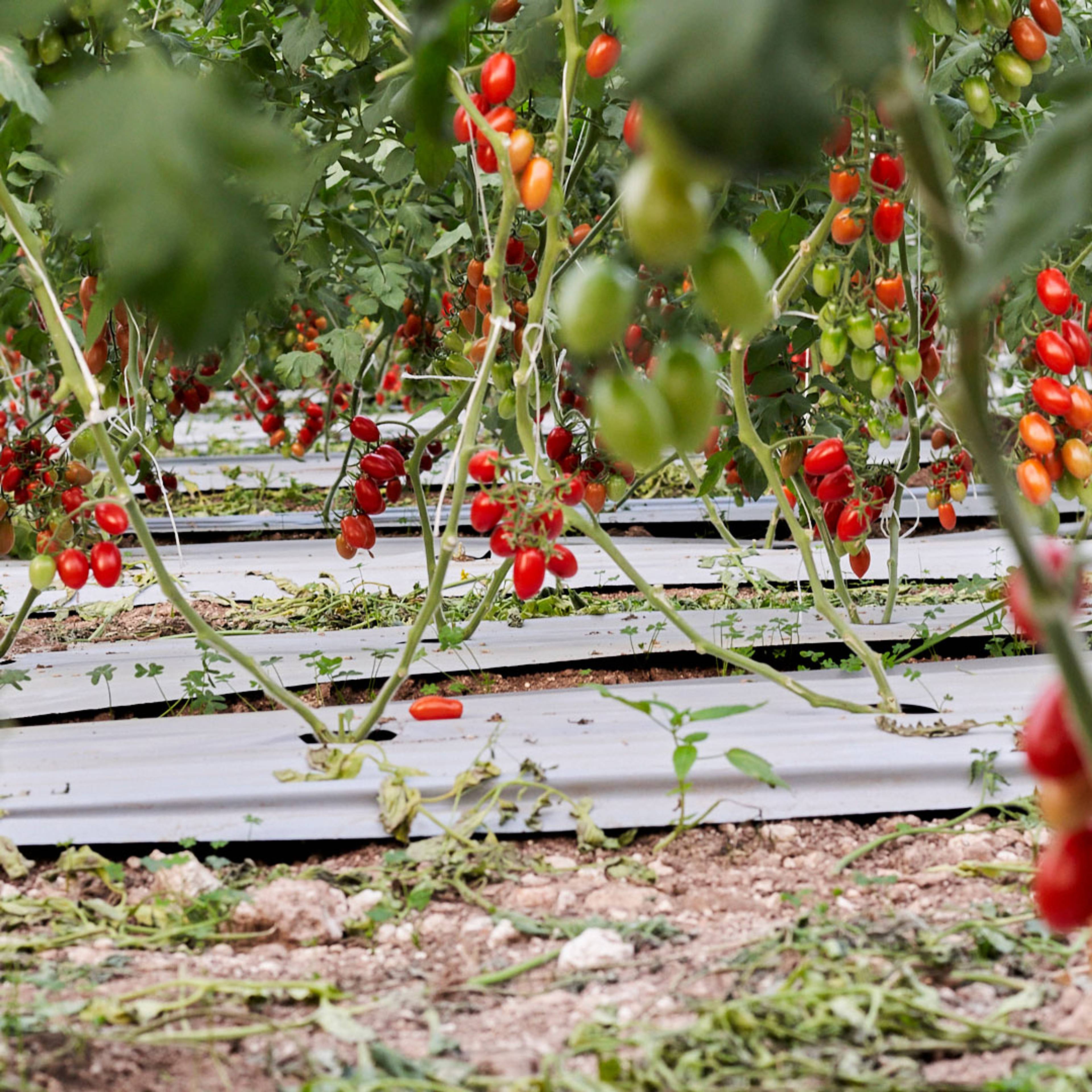 Datterini tomatoes growing on the vine