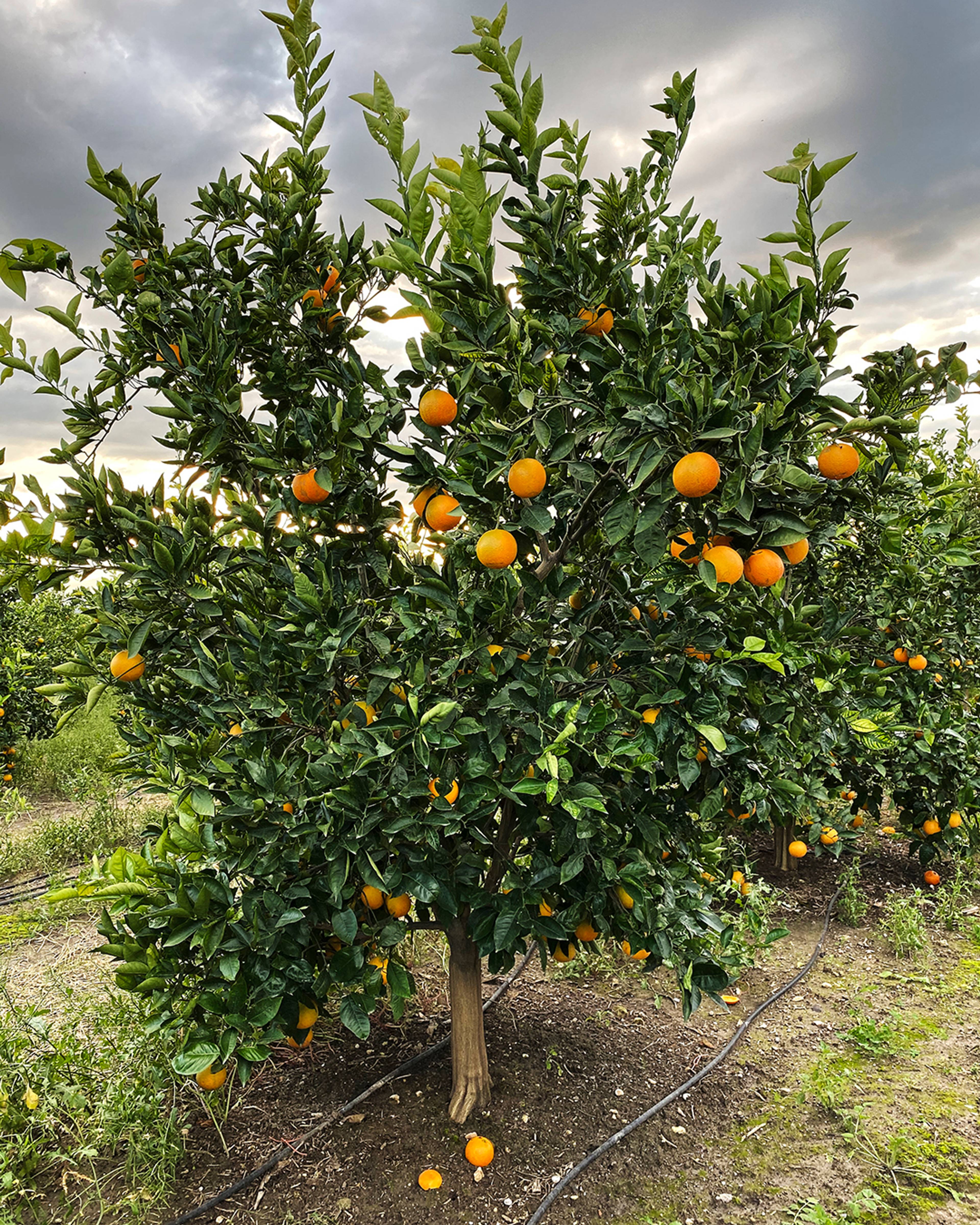 Season planner image