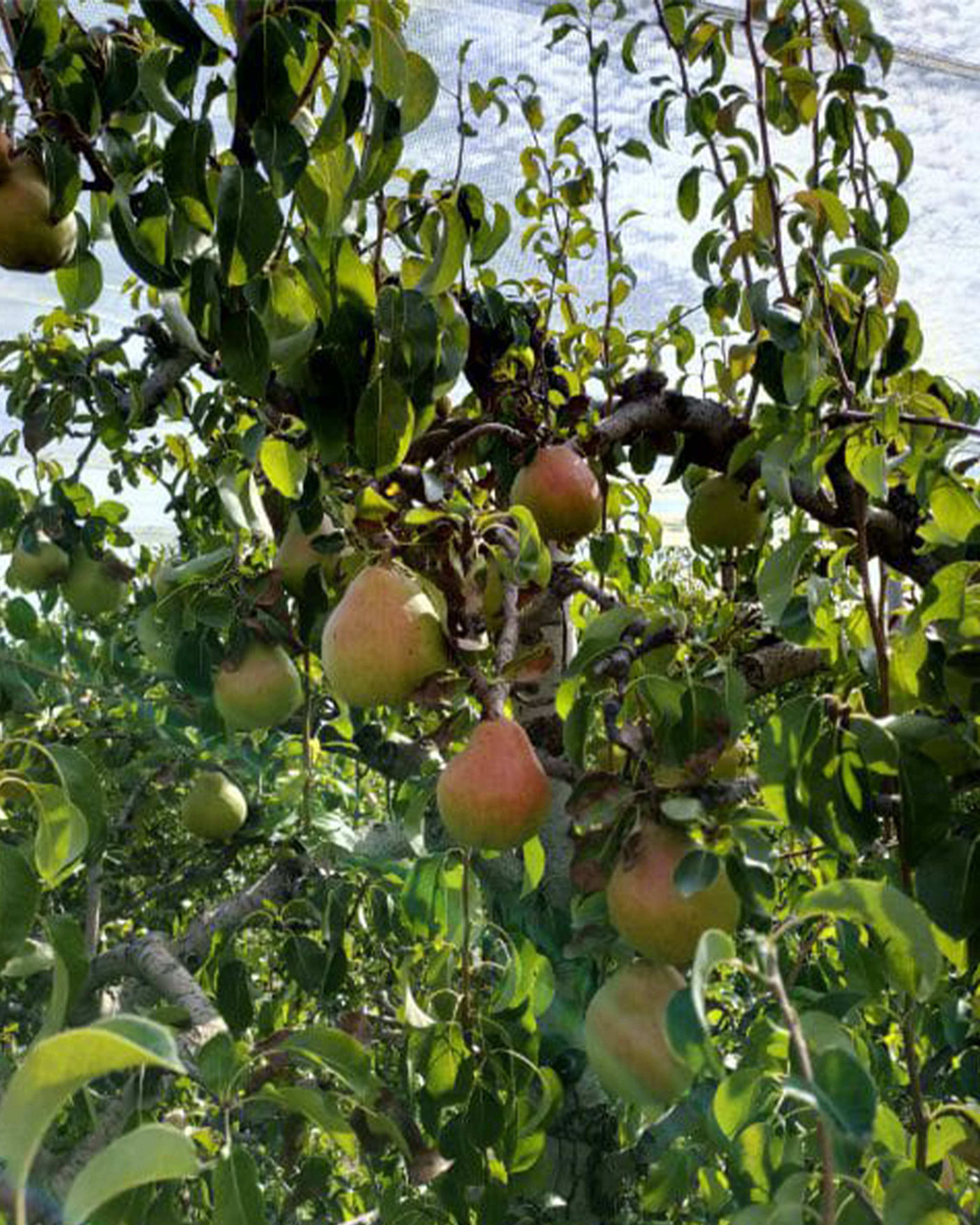 pears growing on the tree