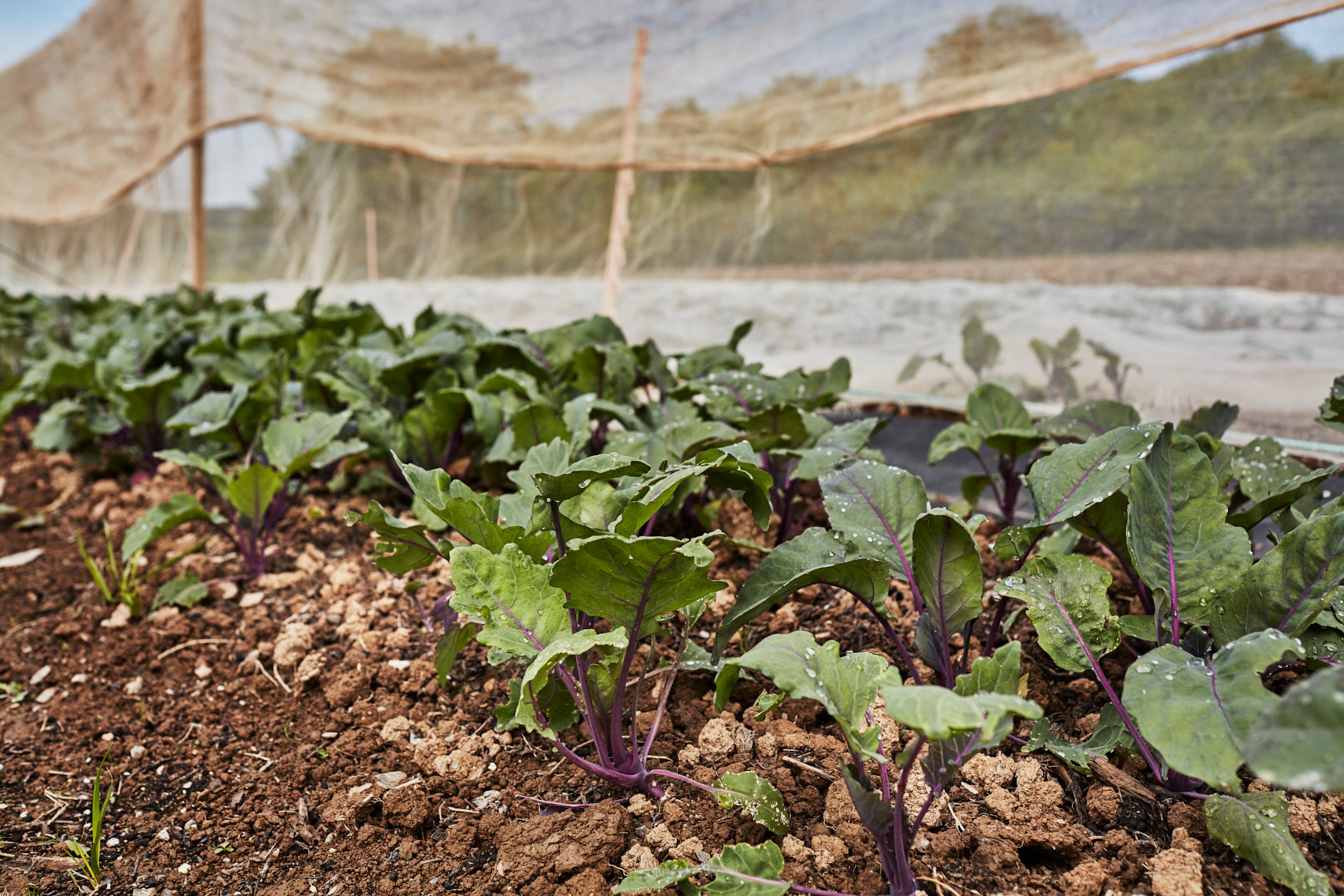 Purple kholrabi at mora farm