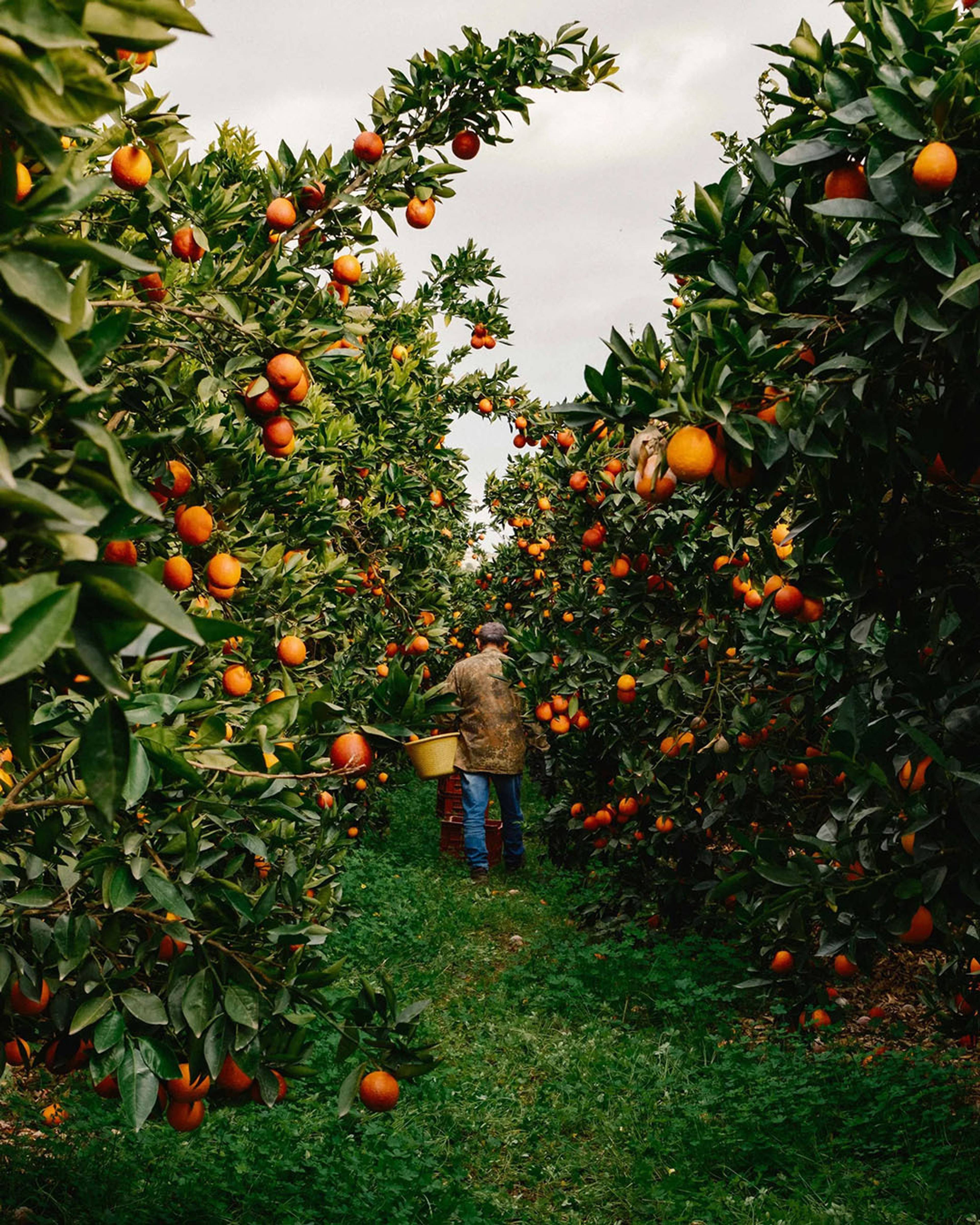 Images with caption alt text