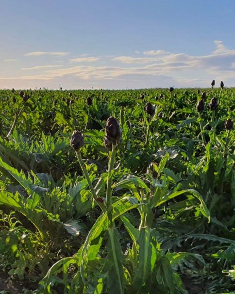 Season planner image