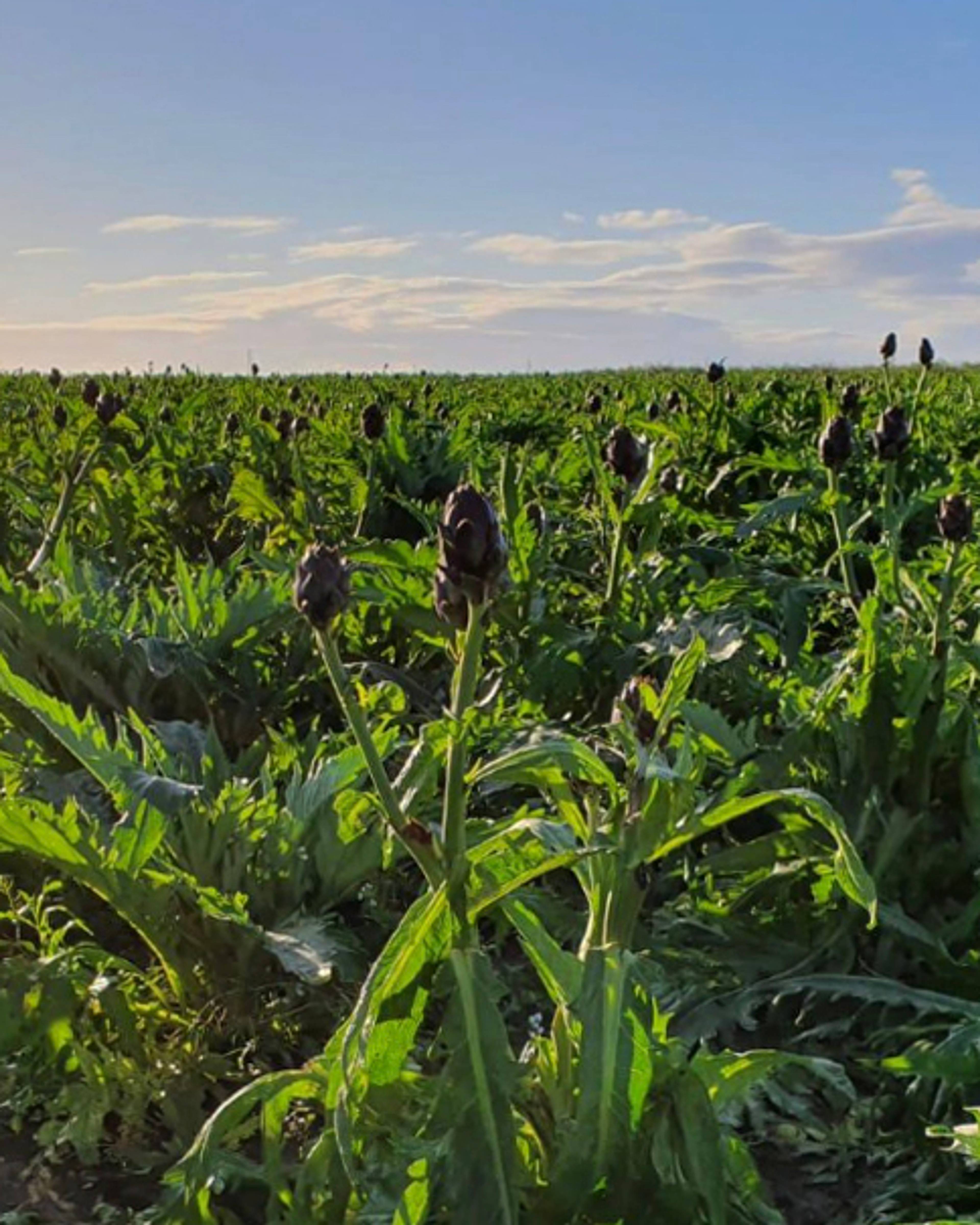 Season planner image