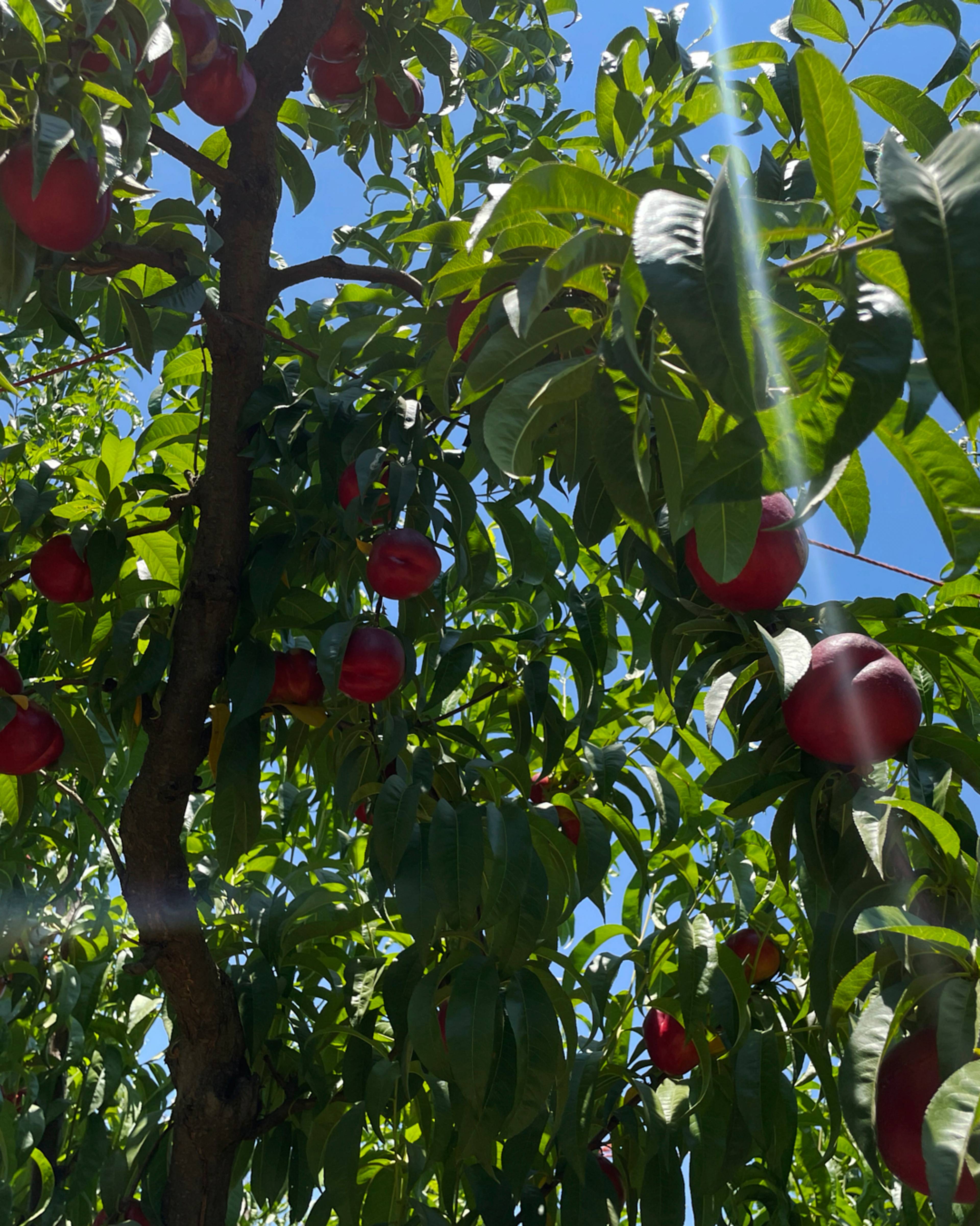 nectarines growing on the tree